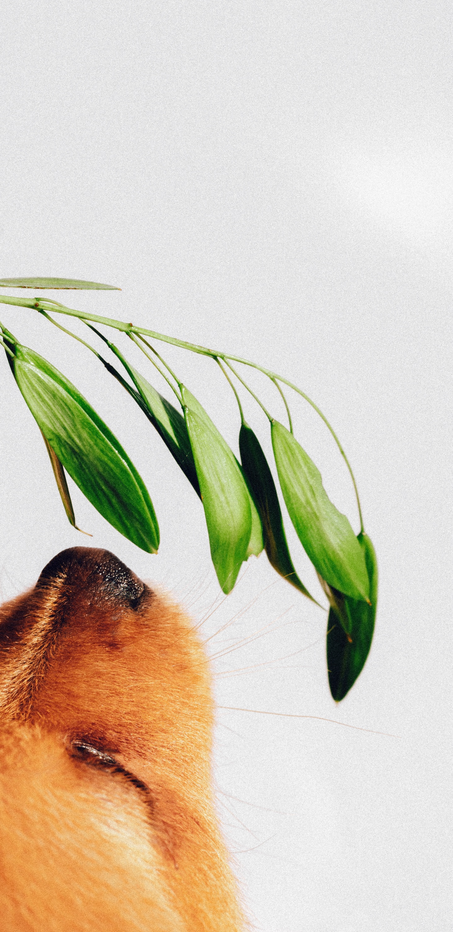 Brown Short Coated Dog on White Wall. Wallpaper in 1440x2960 Resolution