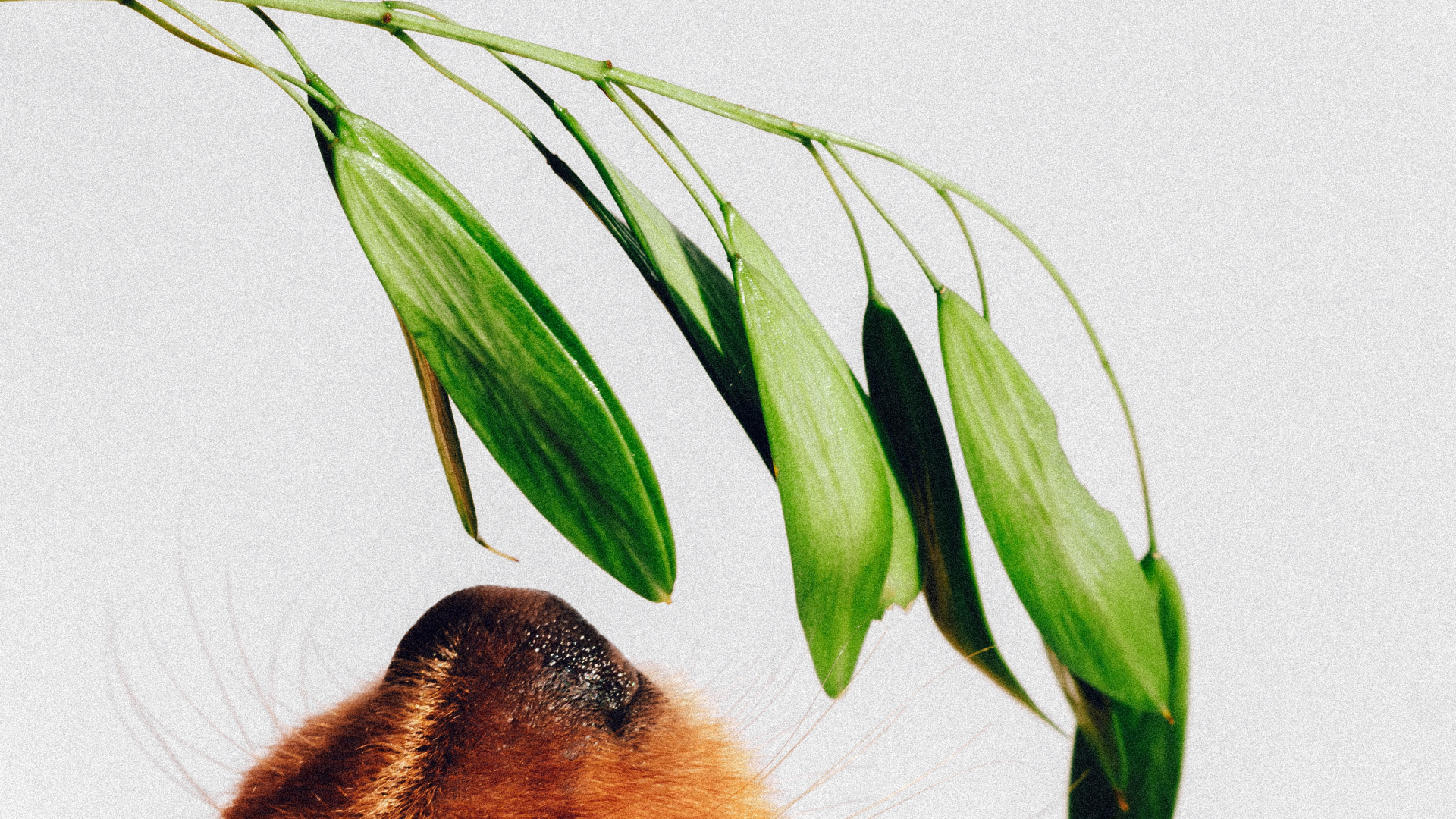Brown Short Coated Dog on White Wall. Wallpaper in 1920x1080 Resolution