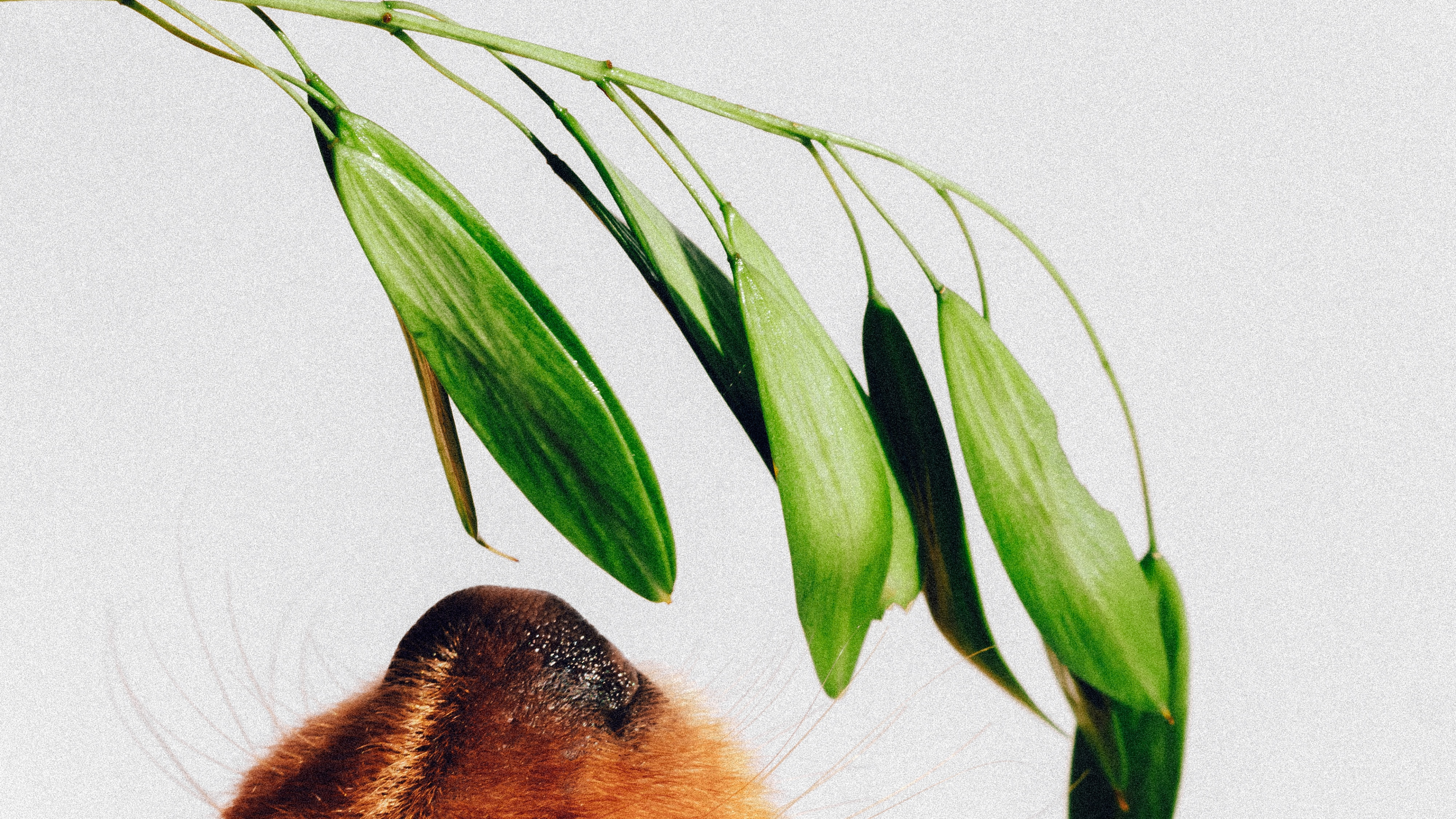 Brown Short Coated Dog on White Wall. Wallpaper in 3840x2160 Resolution