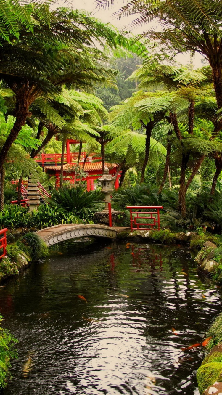 Arbres Verts Près de la Rivière Pendant la Journée. Wallpaper in 750x1334 Resolution