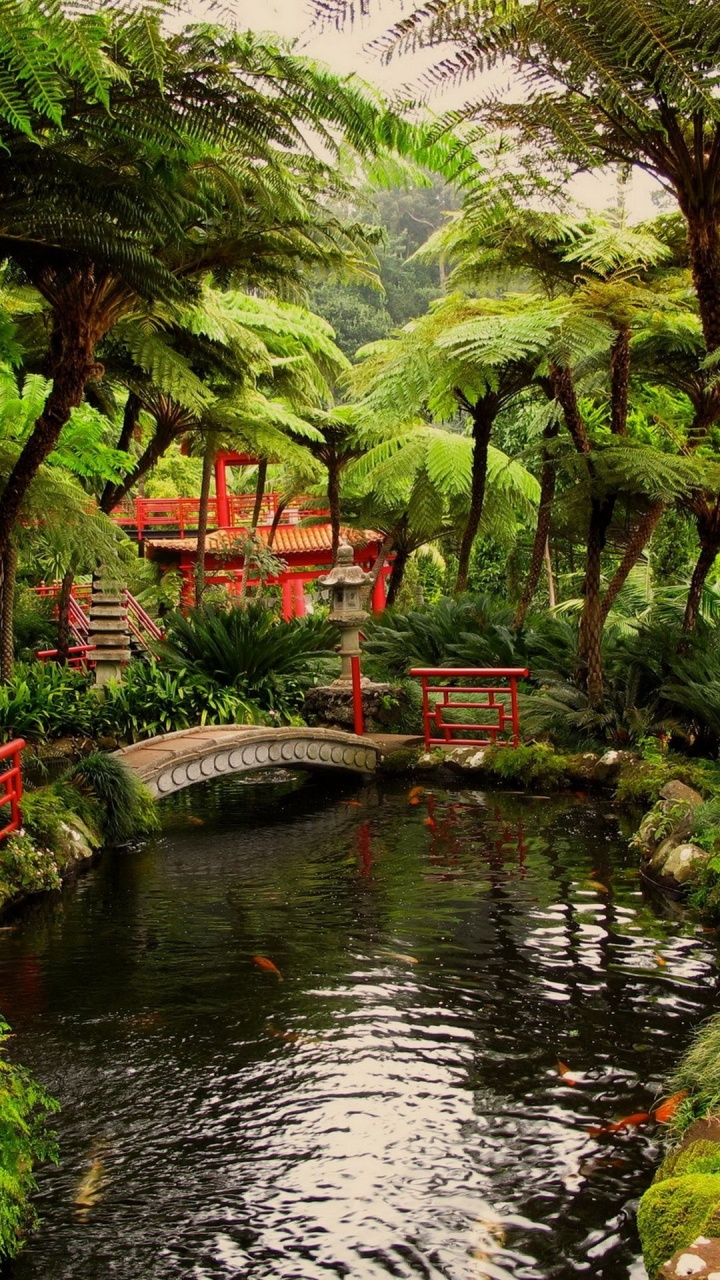 Green Trees Near River During Daytime. Wallpaper in 720x1280 Resolution