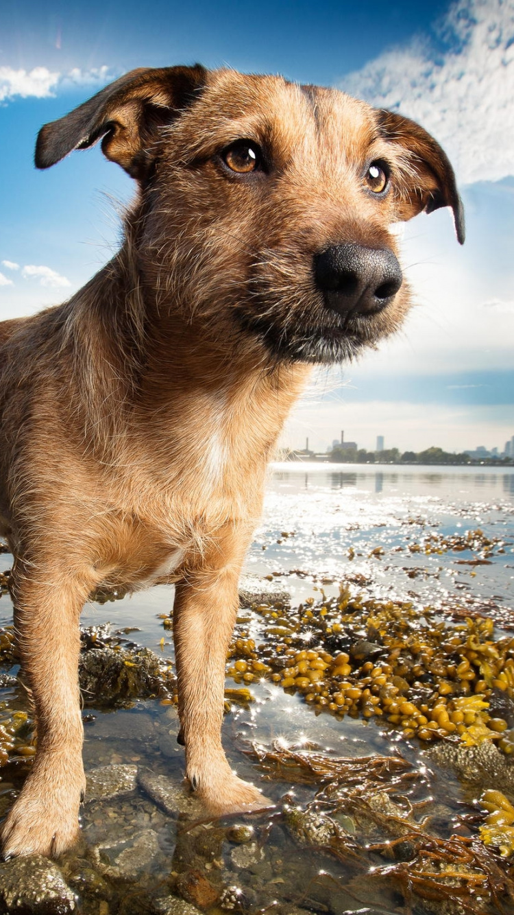 Chien Moyen à Poil Court Brun au Bord de la Mer. Wallpaper in 750x1334 Resolution