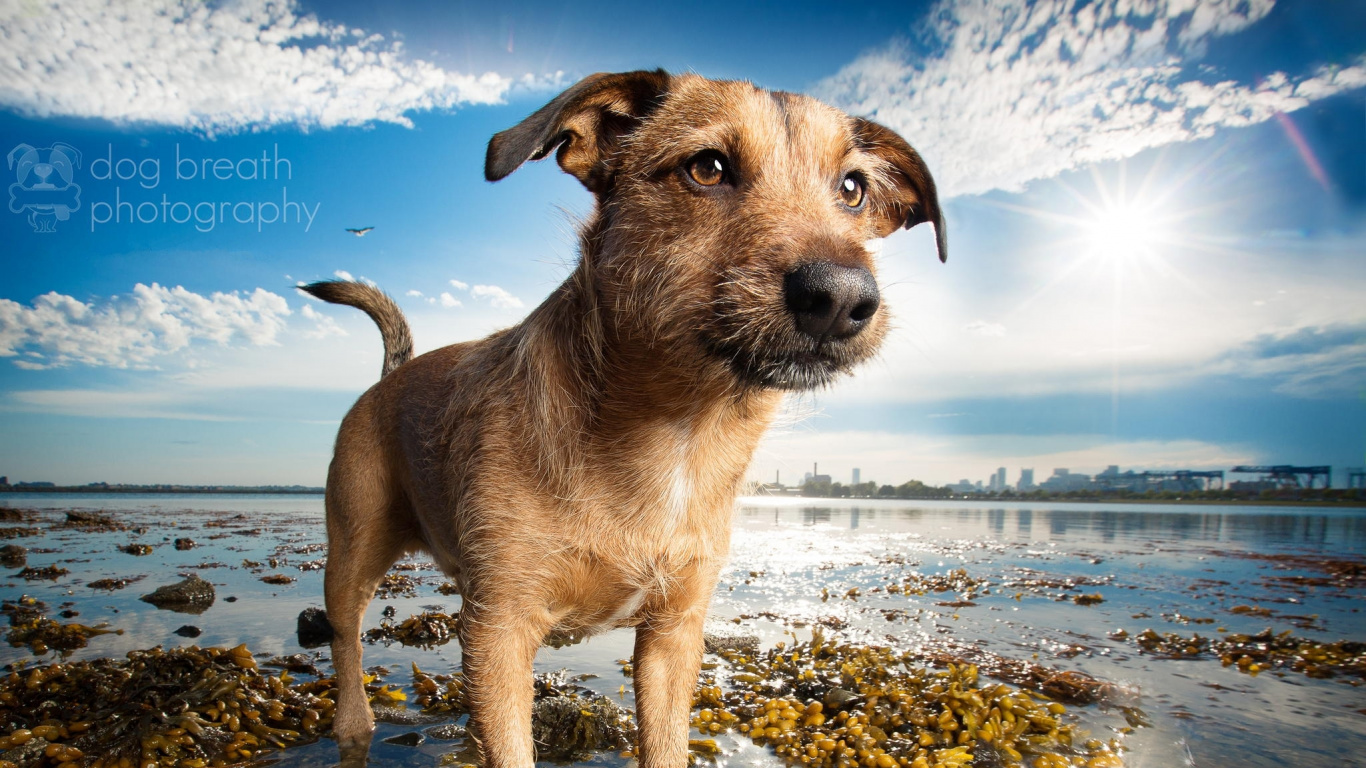 Brown Short Coat Medium Dog on Seashore. Wallpaper in 1366x768 Resolution
