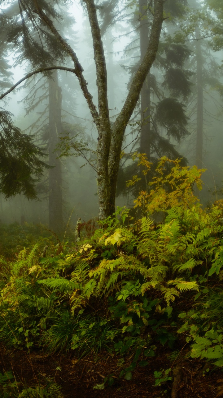 Grünpflanzen Und Bäume Mit Nebel Bedeckt. Wallpaper in 720x1280 Resolution