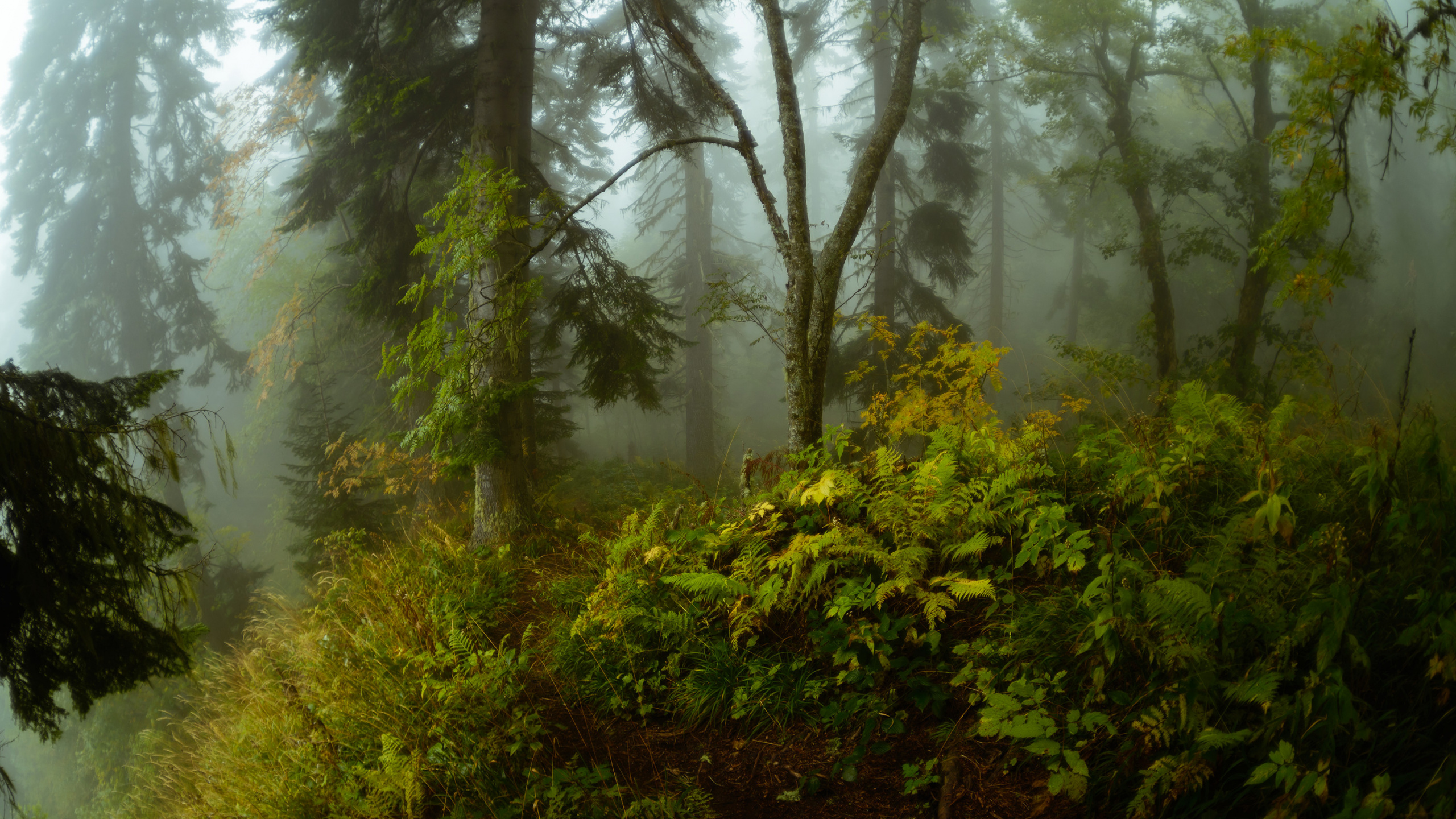 Plantes Vertes et Arbres Couverts de Brouillard. Wallpaper in 2560x1440 Resolution