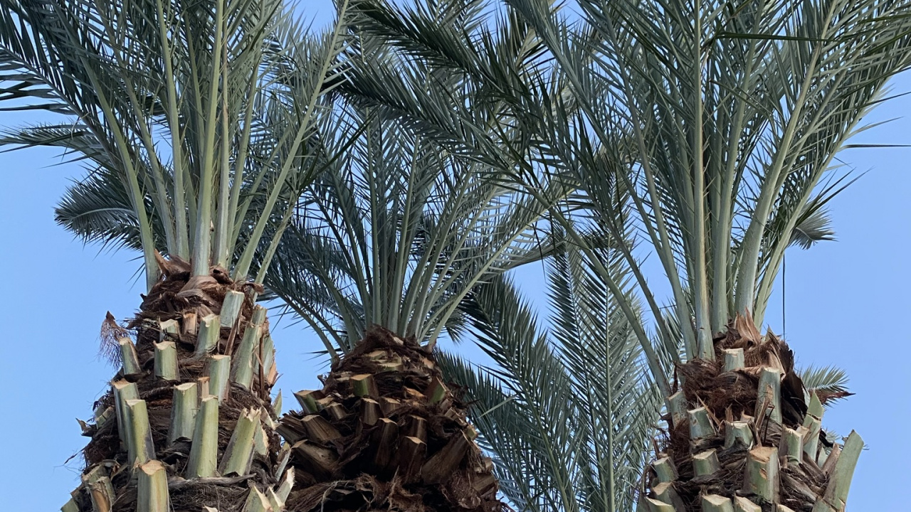 Plant, Date Palm, Palm Trees, Biology, Science. Wallpaper in 1280x720 Resolution