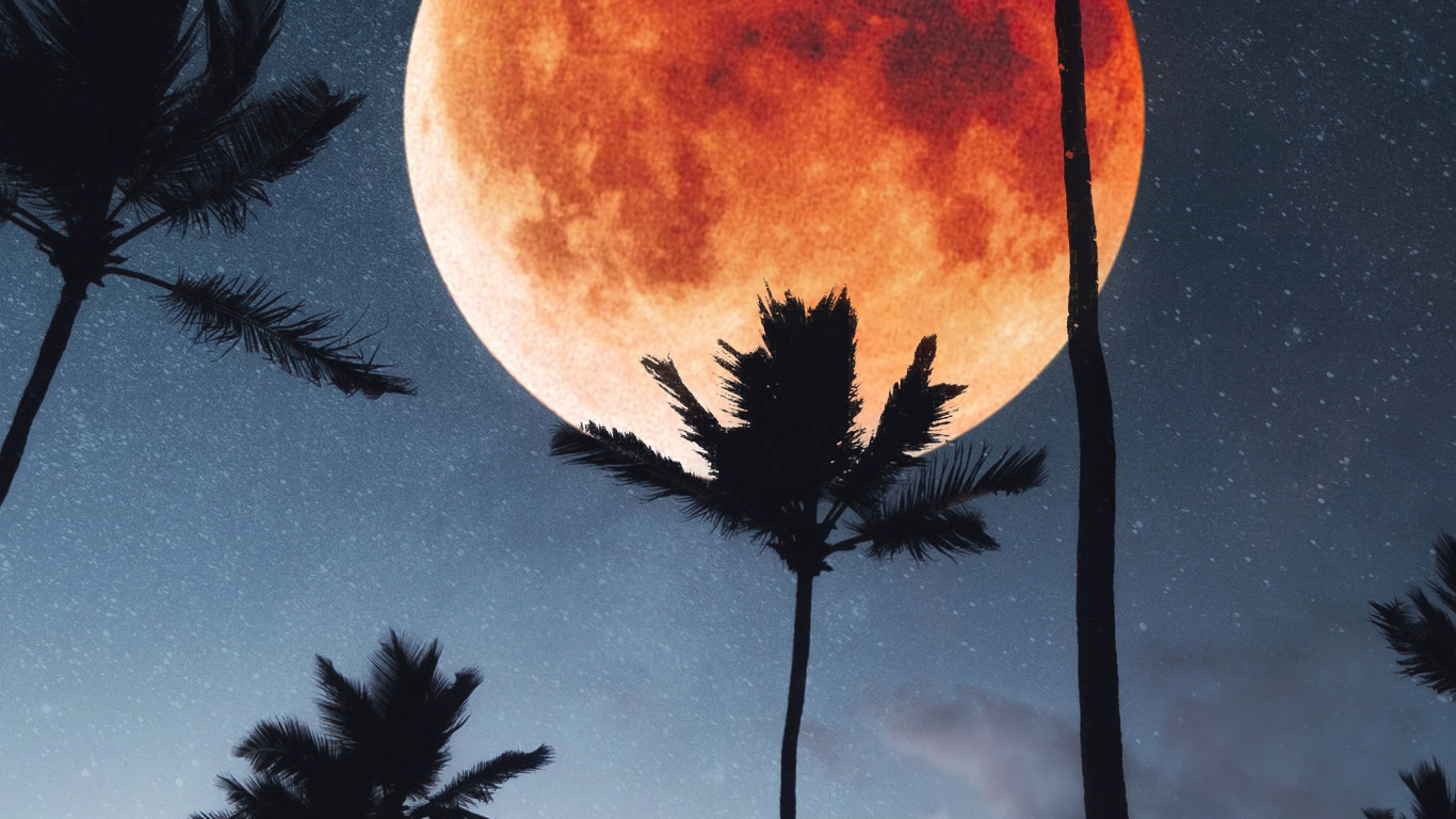 Palms, Tree, Night, Atmosphere, Cloud. Wallpaper in 1366x768 Resolution