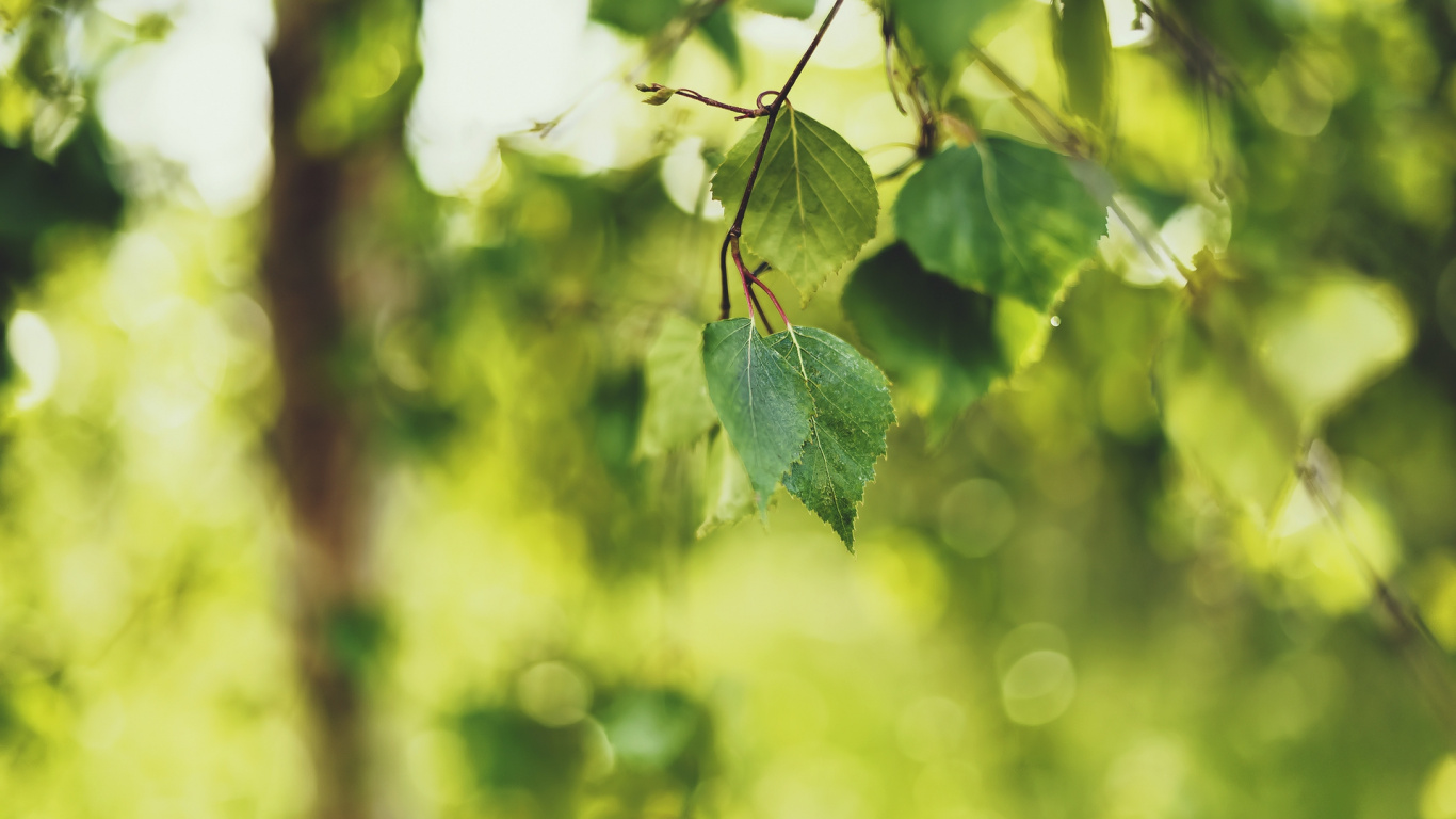 Green Leaf in Tilt Shift Lens. Wallpaper in 1366x768 Resolution