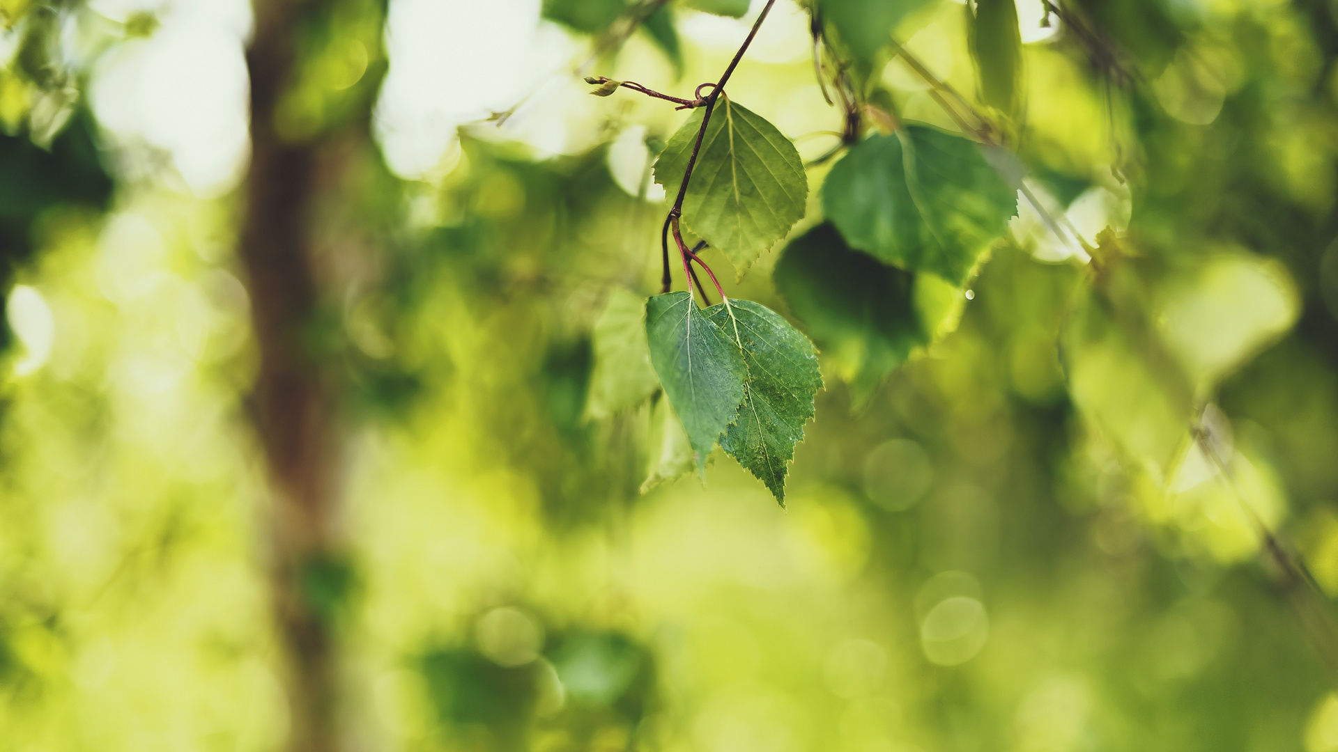 Green Leaf in Tilt Shift Lens. Wallpaper in 1920x1080 Resolution