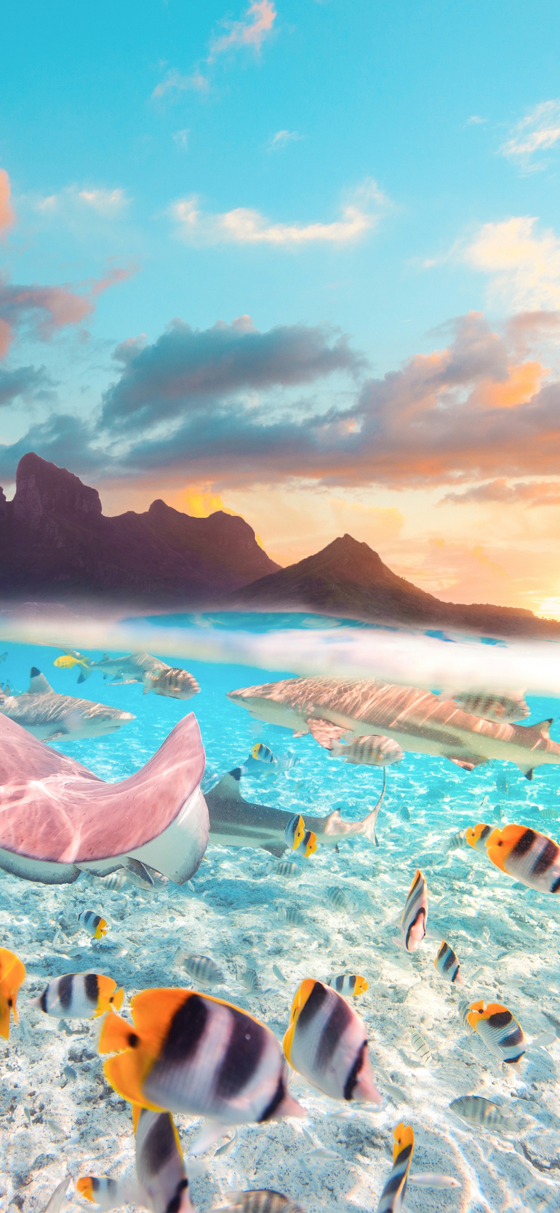 Bora Bora Leben im Meer, Moorea, Tahiti, Gesellschaftsinseln, Kleine Schwester. Wallpaper in 1125x2436 Resolution