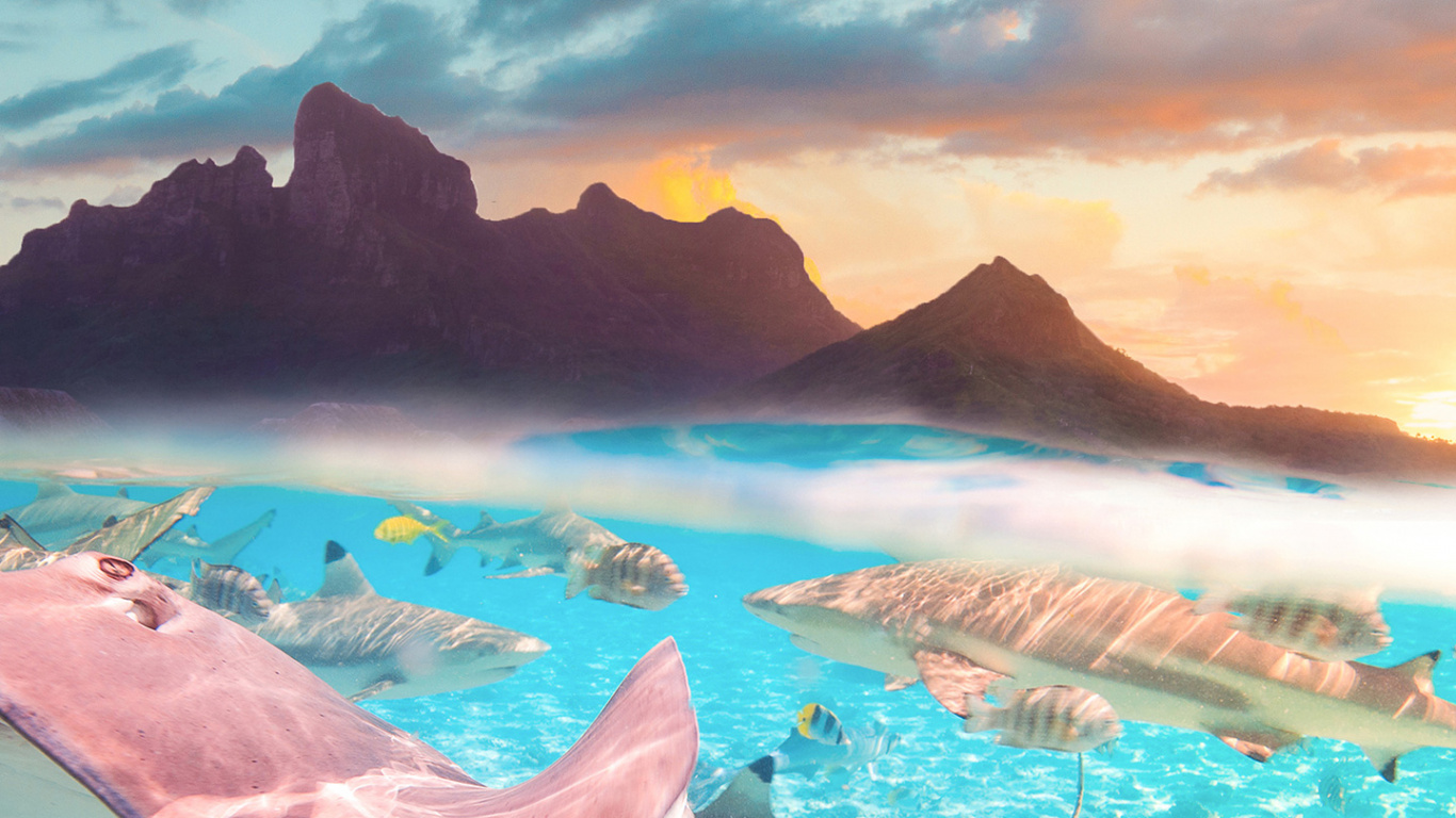 Bora Bora Sea Life, Moorea, Tahiti, Society Islands, Huahine-iti. Wallpaper in 1366x768 Resolution
