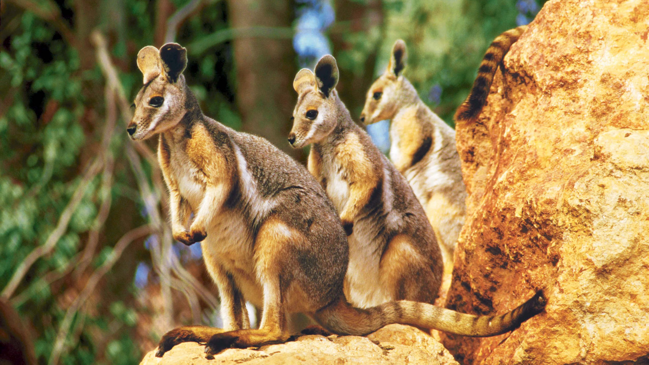 Brown and Black Kangaroo on Brown Rock During Daytime. Wallpaper in 1280x720 Resolution