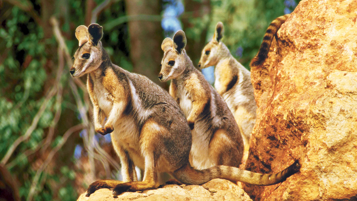 Brown and Black Kangaroo on Brown Rock During Daytime. Wallpaper in 1366x768 Resolution