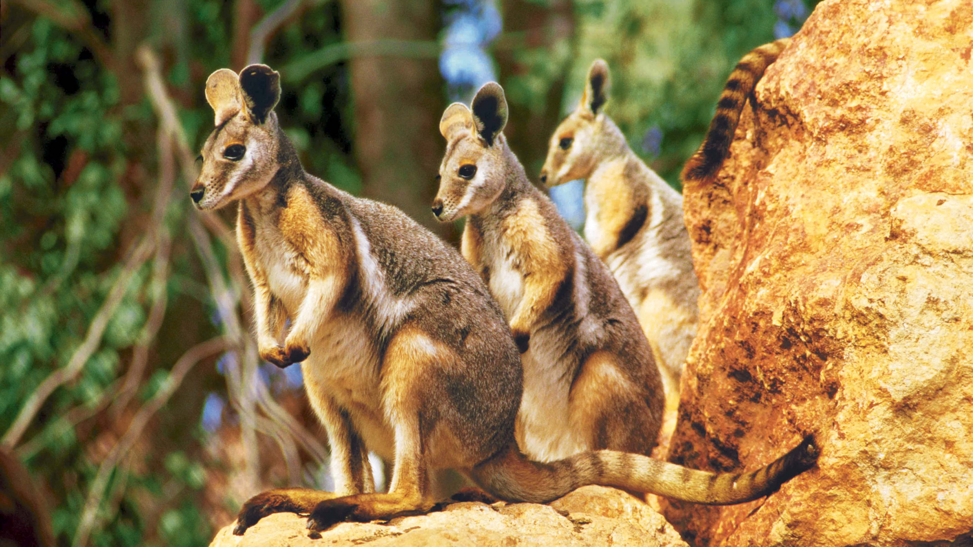 Brown and Black Kangaroo on Brown Rock During Daytime. Wallpaper in 1920x1080 Resolution