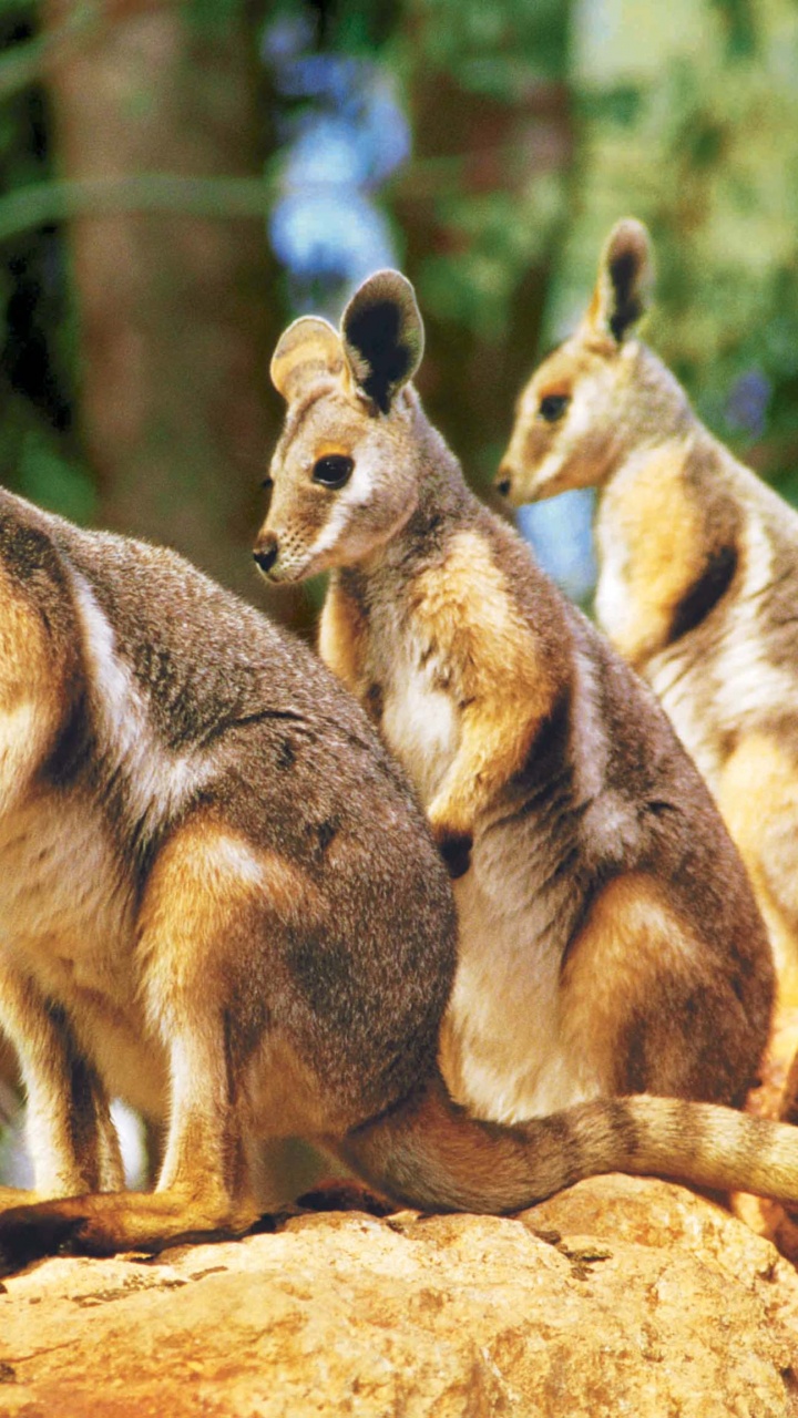 Canguro Marrón y Negro Sobre Roca Marrón Durante el Día. Wallpaper in 720x1280 Resolution