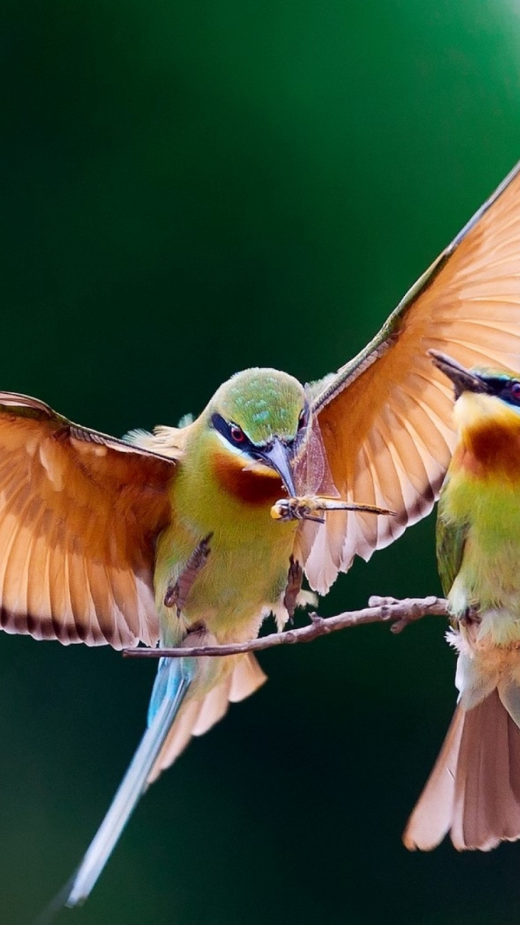 Two Birds Perched on Tree Branch. Wallpaper in 750x1334 Resolution