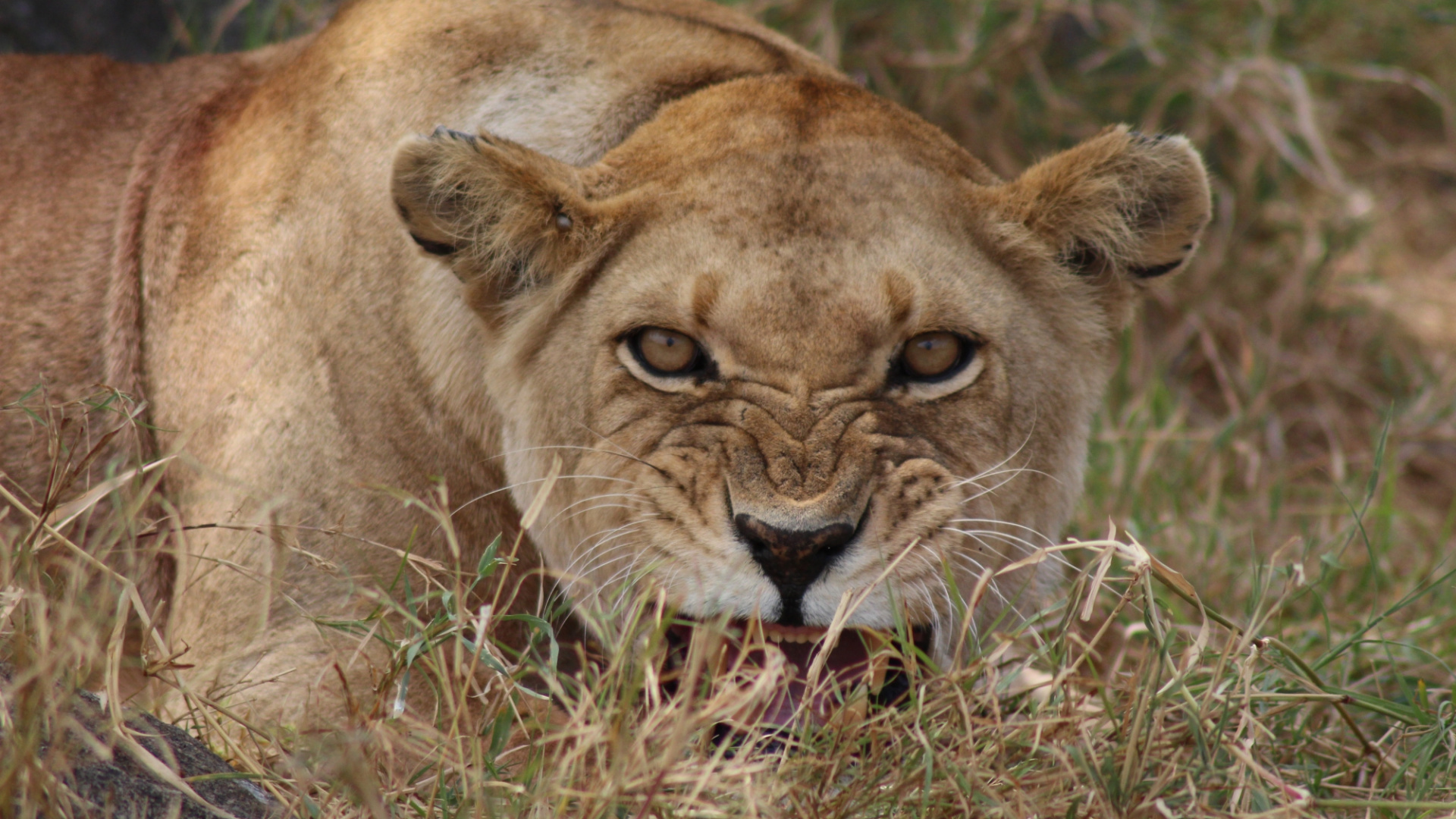 Brown Lioness Lying on Green Grass During Daytime. Wallpaper in 1920x1080 Resolution