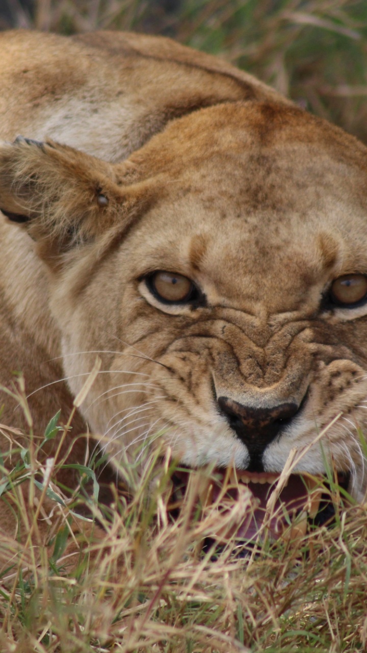 Brown Lioness Lying on Green Grass During Daytime. Wallpaper in 720x1280 Resolution