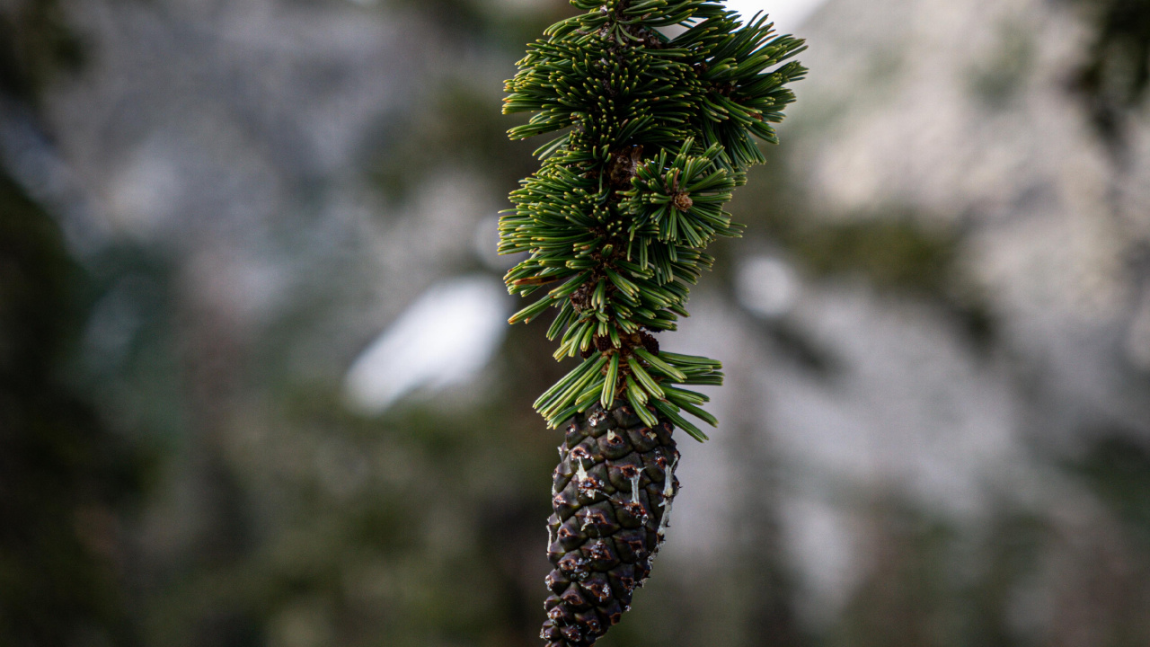 Flower, Pinus Balfouriana, Shortleaf Pine, Loblolly Pine, Longleaf Pine. Wallpaper in 1280x720 Resolution