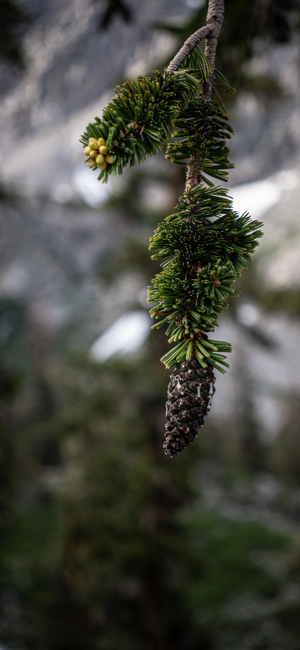 Pinus Balfouriana (Kiefer), Kurzblättrige Kiefer, Loblolly-Kiefer, Langblatt-Kiefer, Pechkiefer. Wallpaper in 1242x2688 Resolution