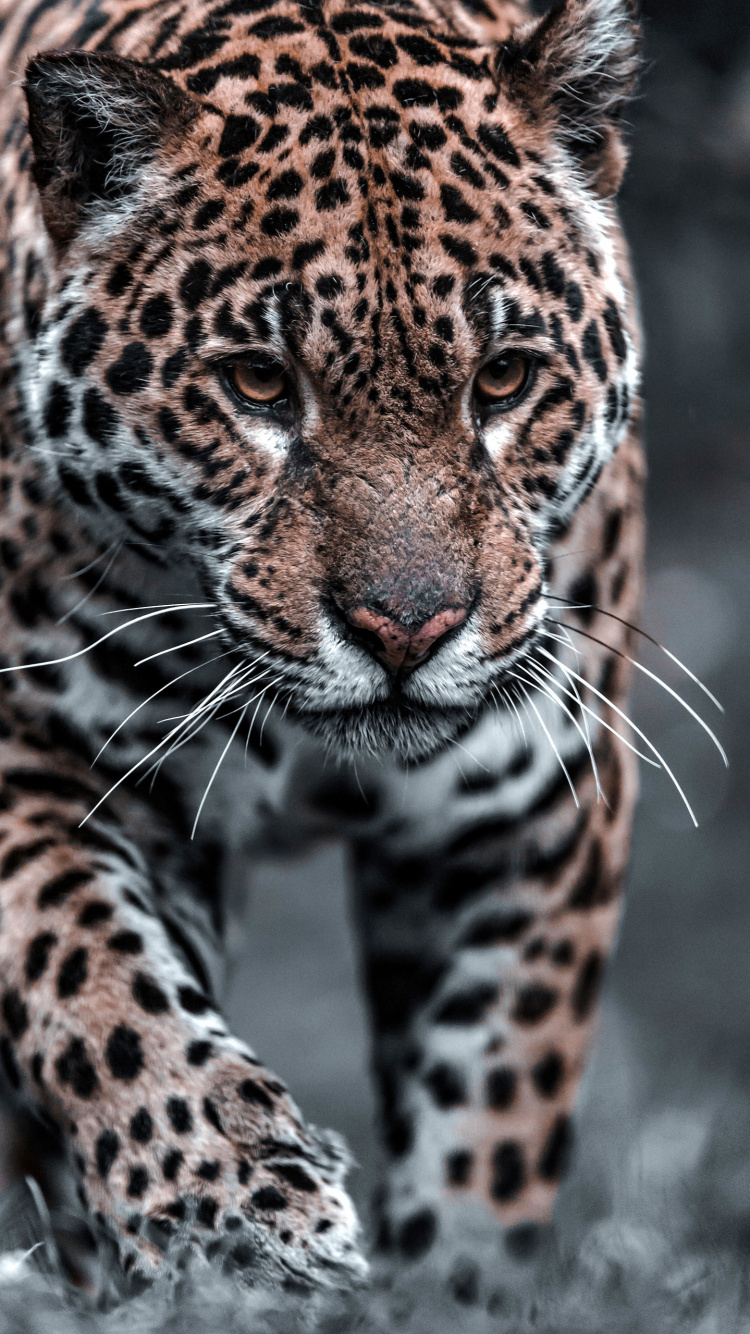 Leopard, Auge, Wei, Felidae, Organ. Wallpaper in 750x1334 Resolution
