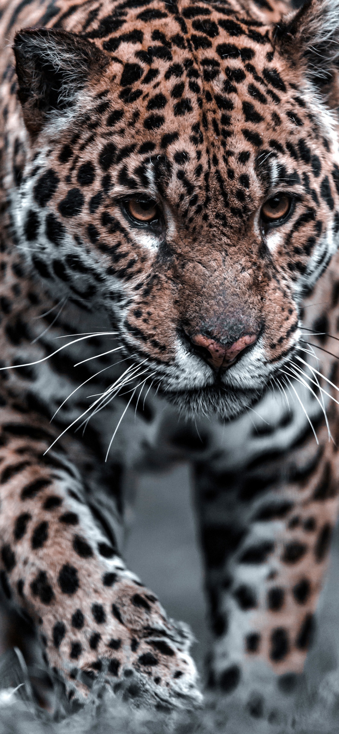 Leopard, Eye, White, Felidae, Organ. Wallpaper in 1125x2436 Resolution