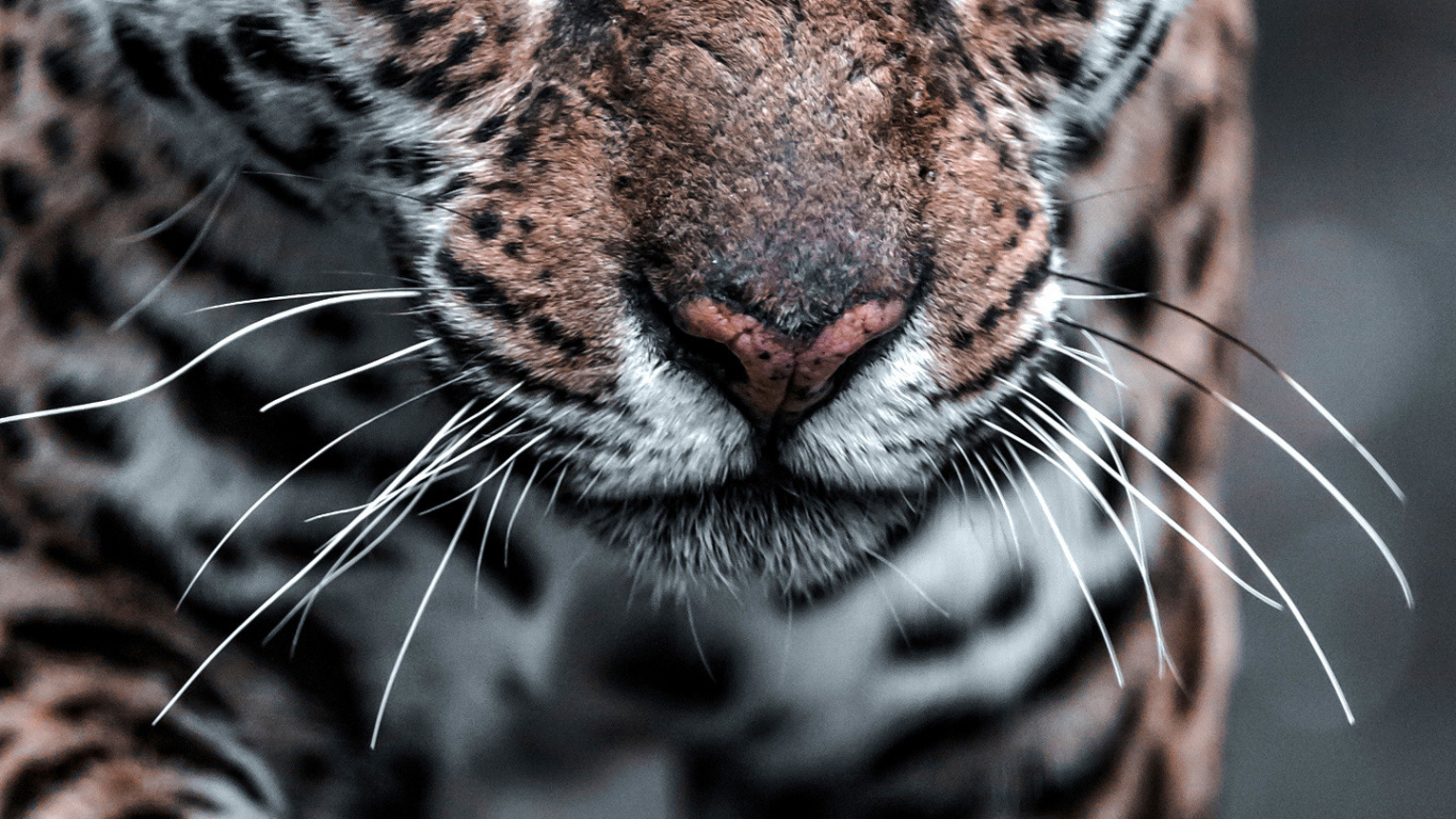 Leopard, Eye, White, Felidae, Organ. Wallpaper in 1366x768 Resolution