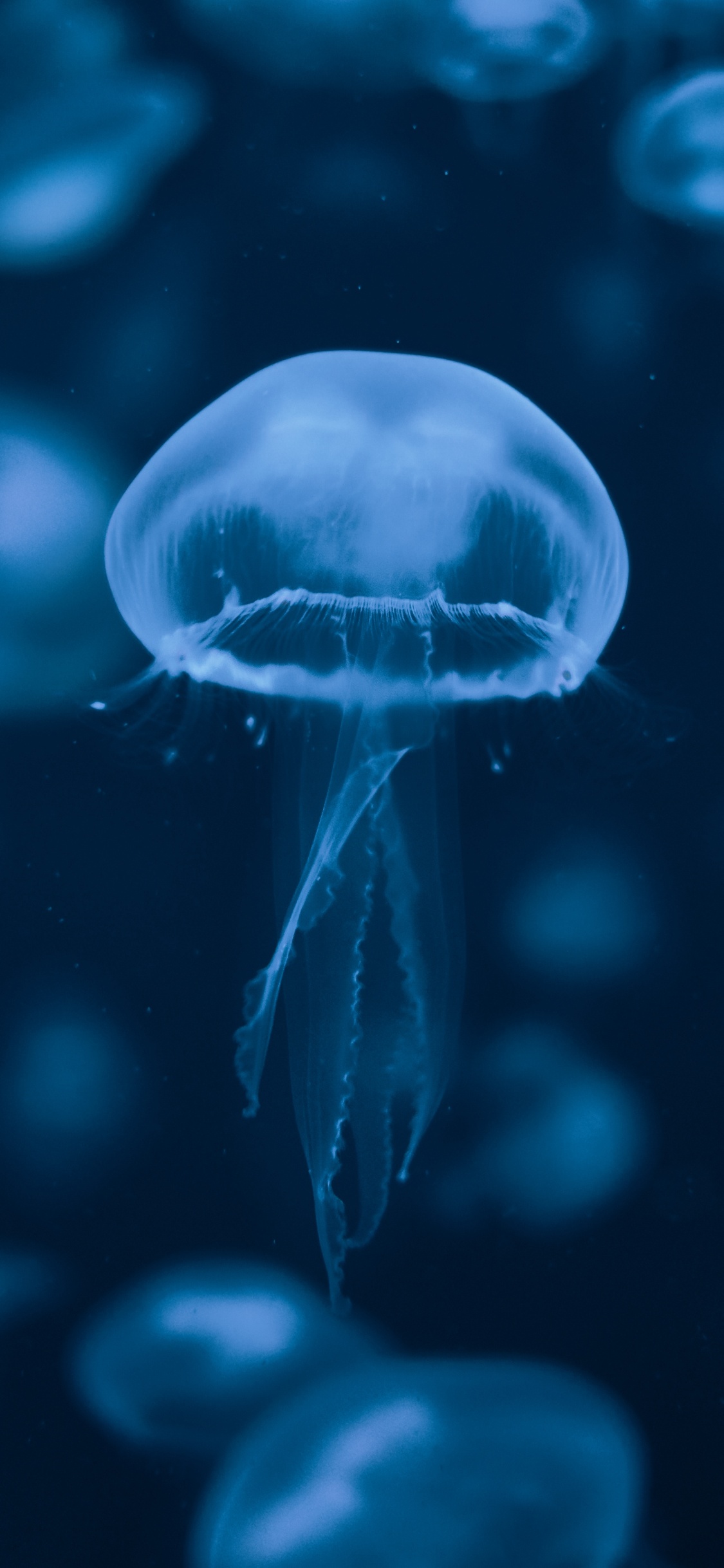 Blue and White Jellyfish Illustration. Wallpaper in 1125x2436 Resolution