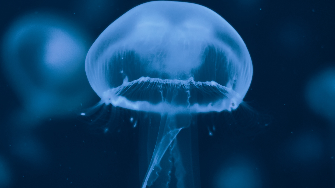 Blue and White Jellyfish Illustration. Wallpaper in 1280x720 Resolution