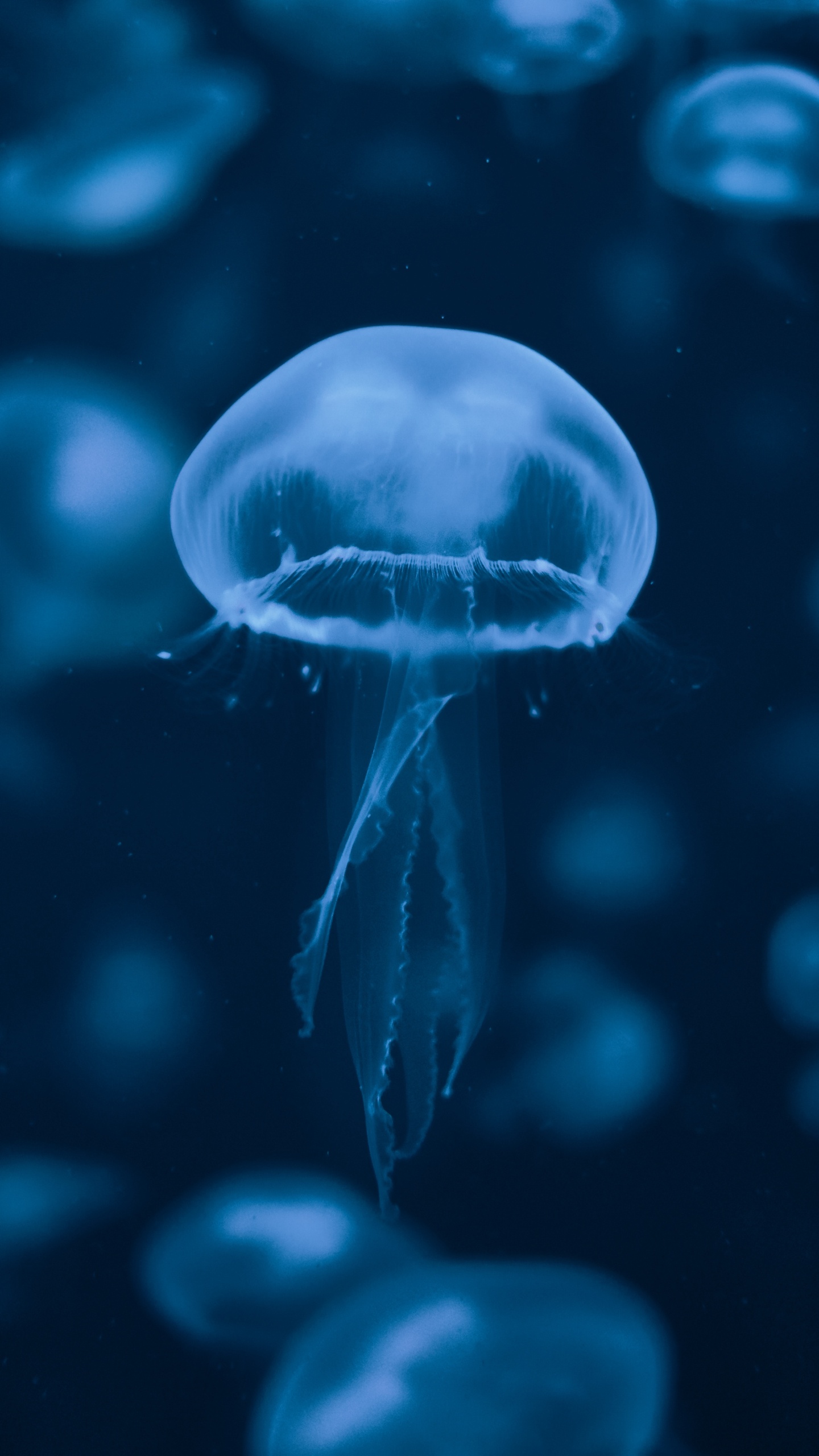 Blue and White Jellyfish Illustration. Wallpaper in 1440x2560 Resolution