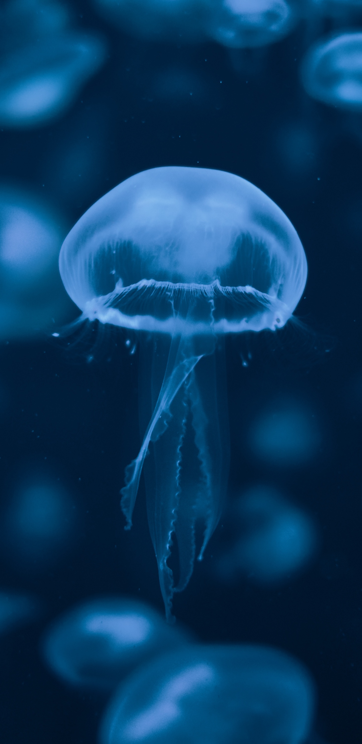 Blue and White Jellyfish Illustration. Wallpaper in 1440x2960 Resolution