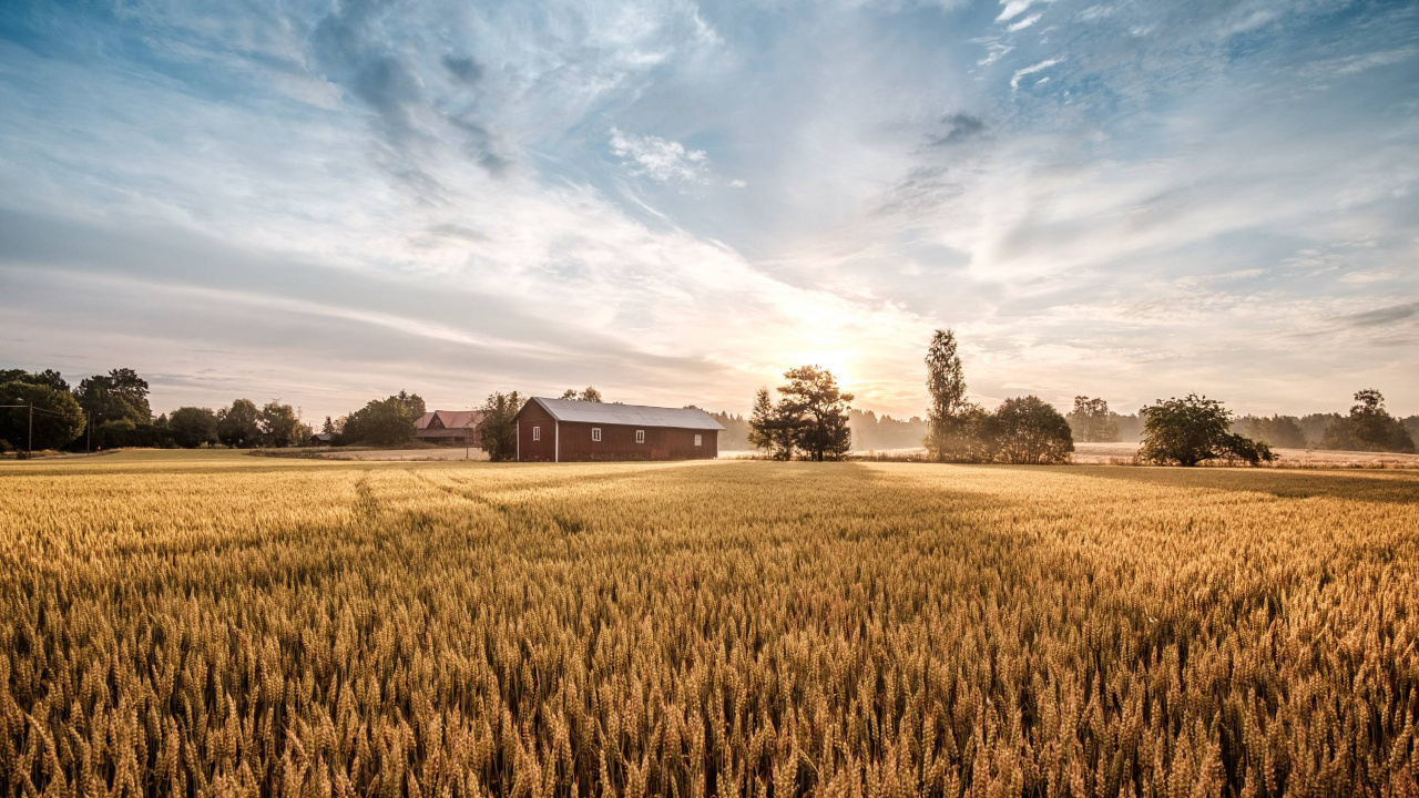 Brown Grass Field Near Brown House Under Blue Sky During Daytime. Wallpaper in 1280x720 Resolution