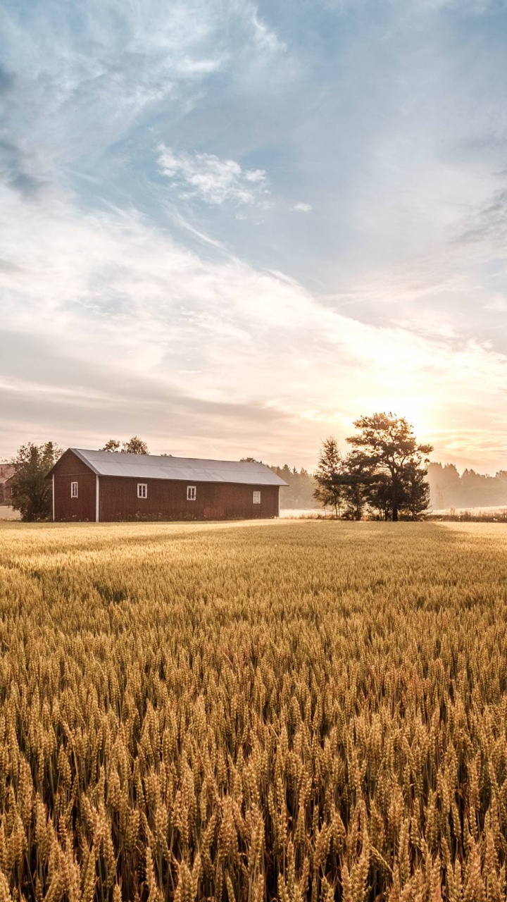 Campo de Hierba Marrón Cerca de la Casa Marrón Bajo un Cielo Azul Durante el Día. Wallpaper in 720x1280 Resolution