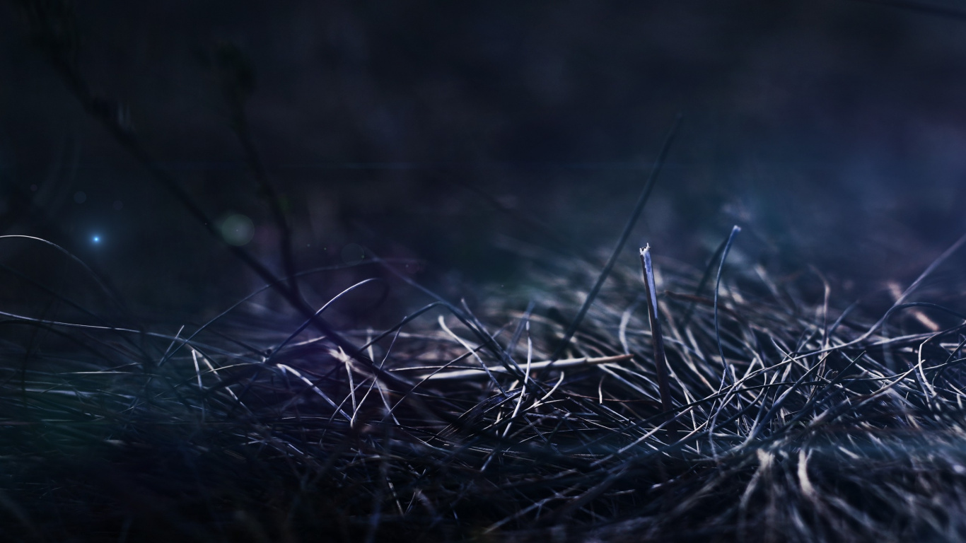 Herbe Verte en Photographie Rapprochée. Wallpaper in 1366x768 Resolution