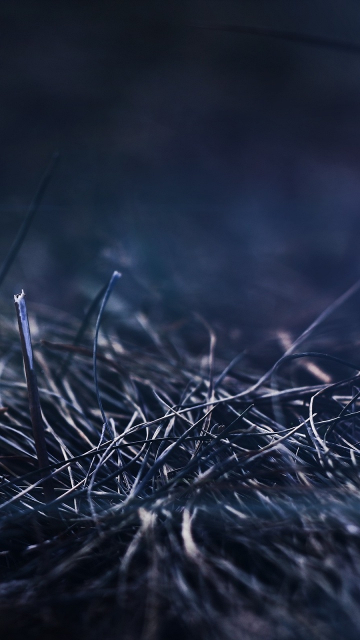 Green Grass in Close up Photography. Wallpaper in 720x1280 Resolution