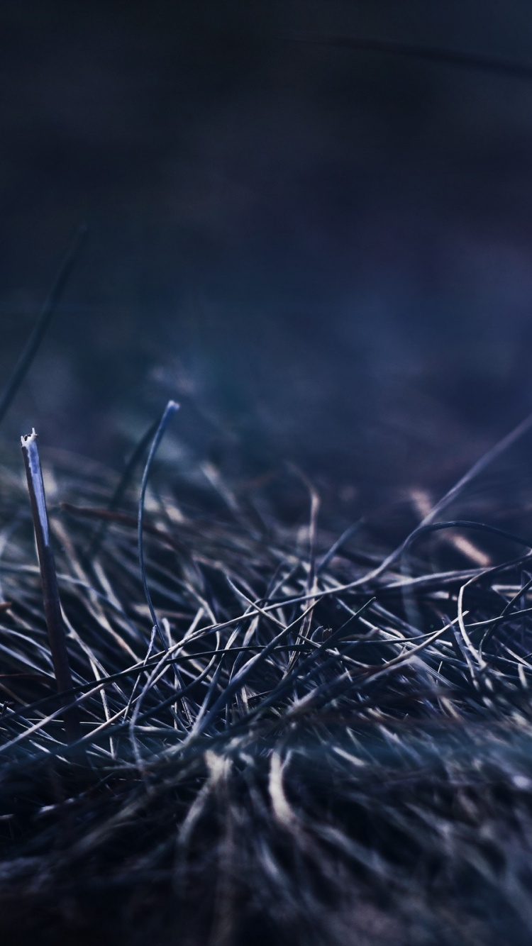 Green Grass in Close up Photography. Wallpaper in 750x1334 Resolution