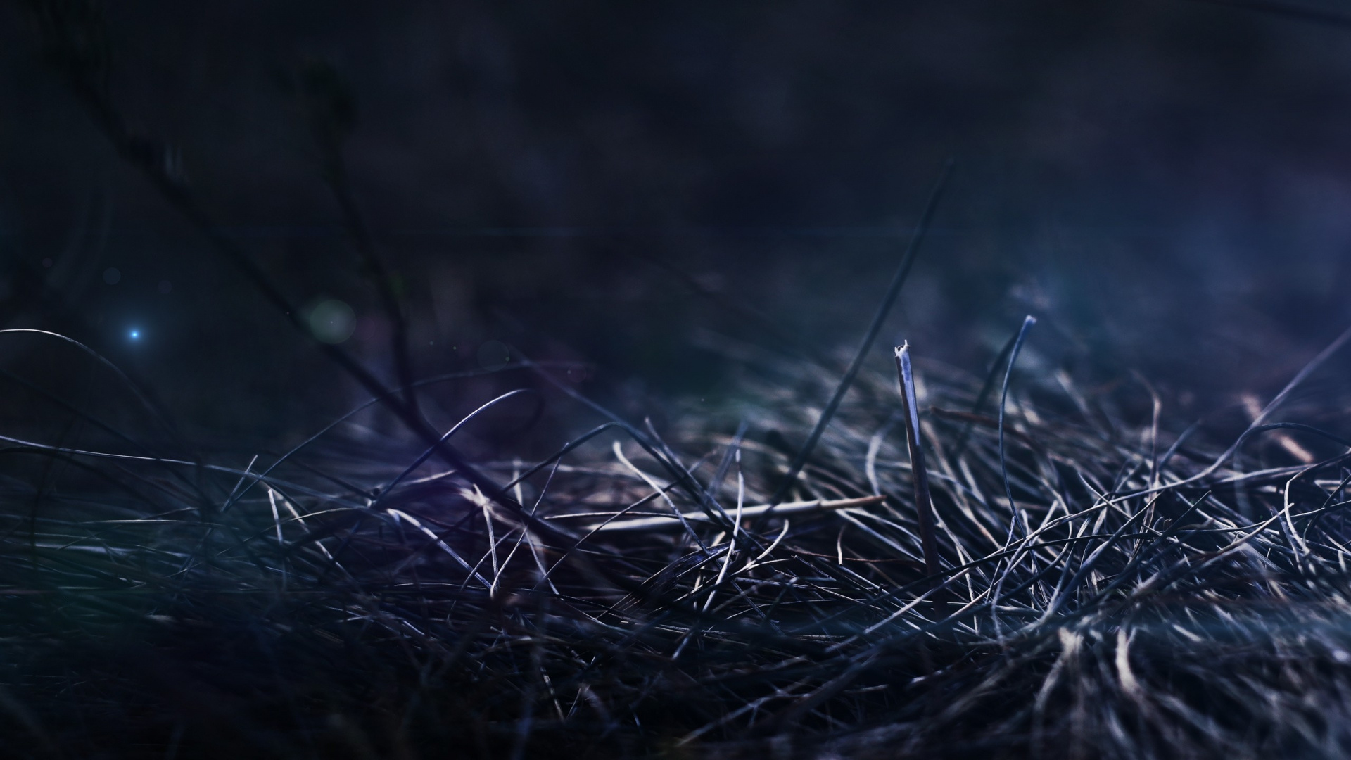 Grünes Gras in Nahaufnahmen. Wallpaper in 1920x1080 Resolution