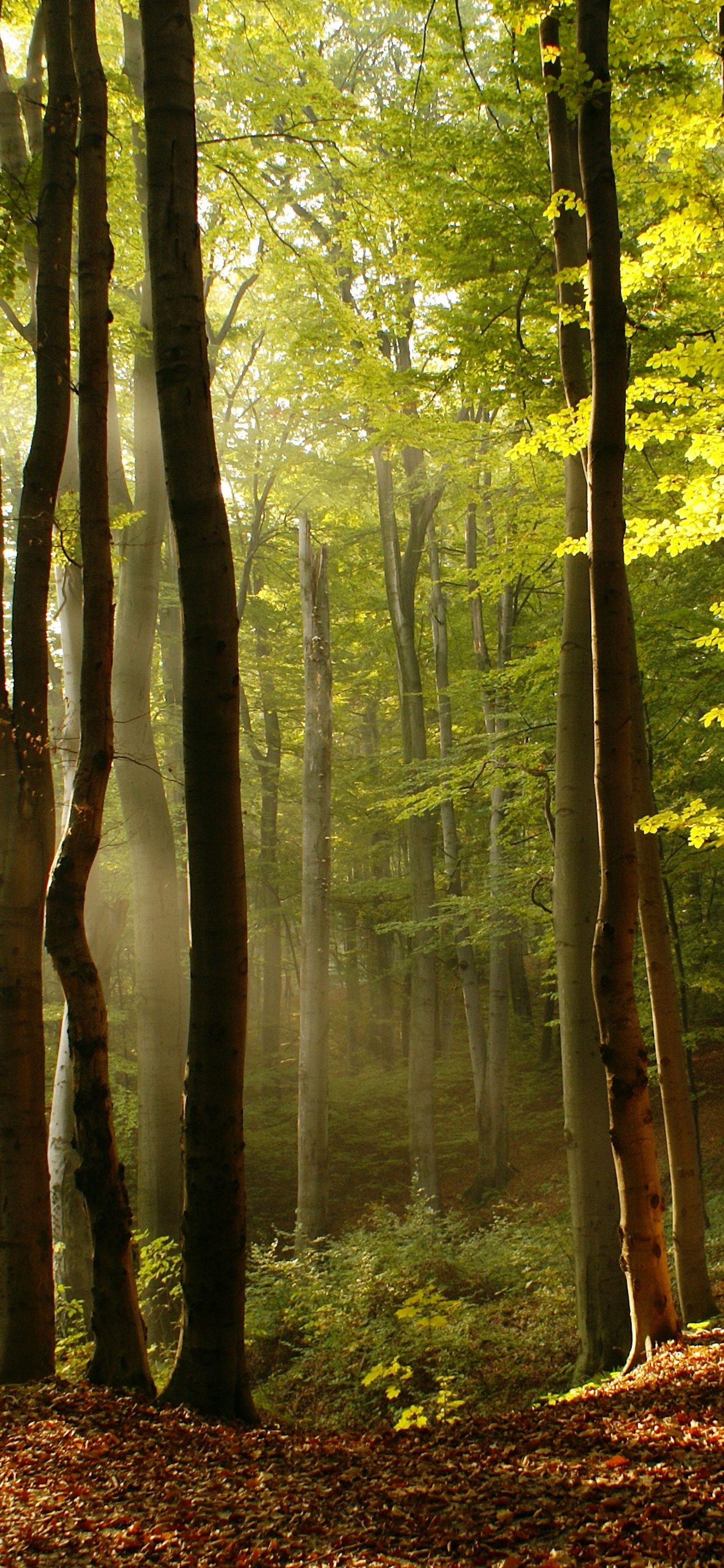 Wald, Baum, Naturlandschaft, Menschen in Der Natur, Natur. Wallpaper in 1242x2688 Resolution