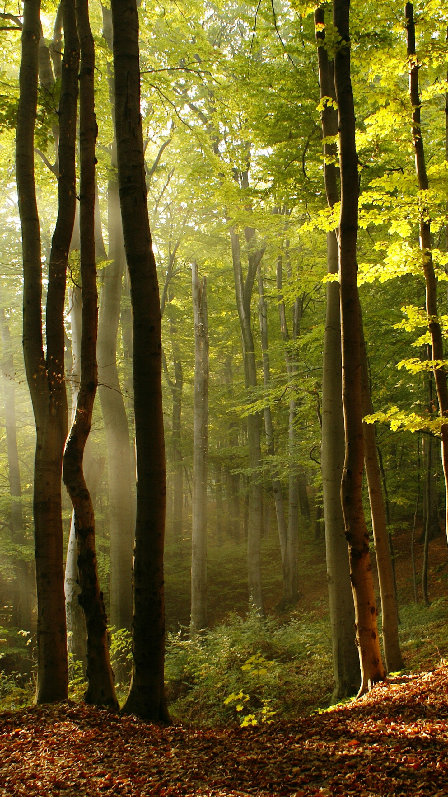 Wald, Baum, Naturlandschaft, Menschen in Der Natur, Natur. Wallpaper in 1440x2560 Resolution