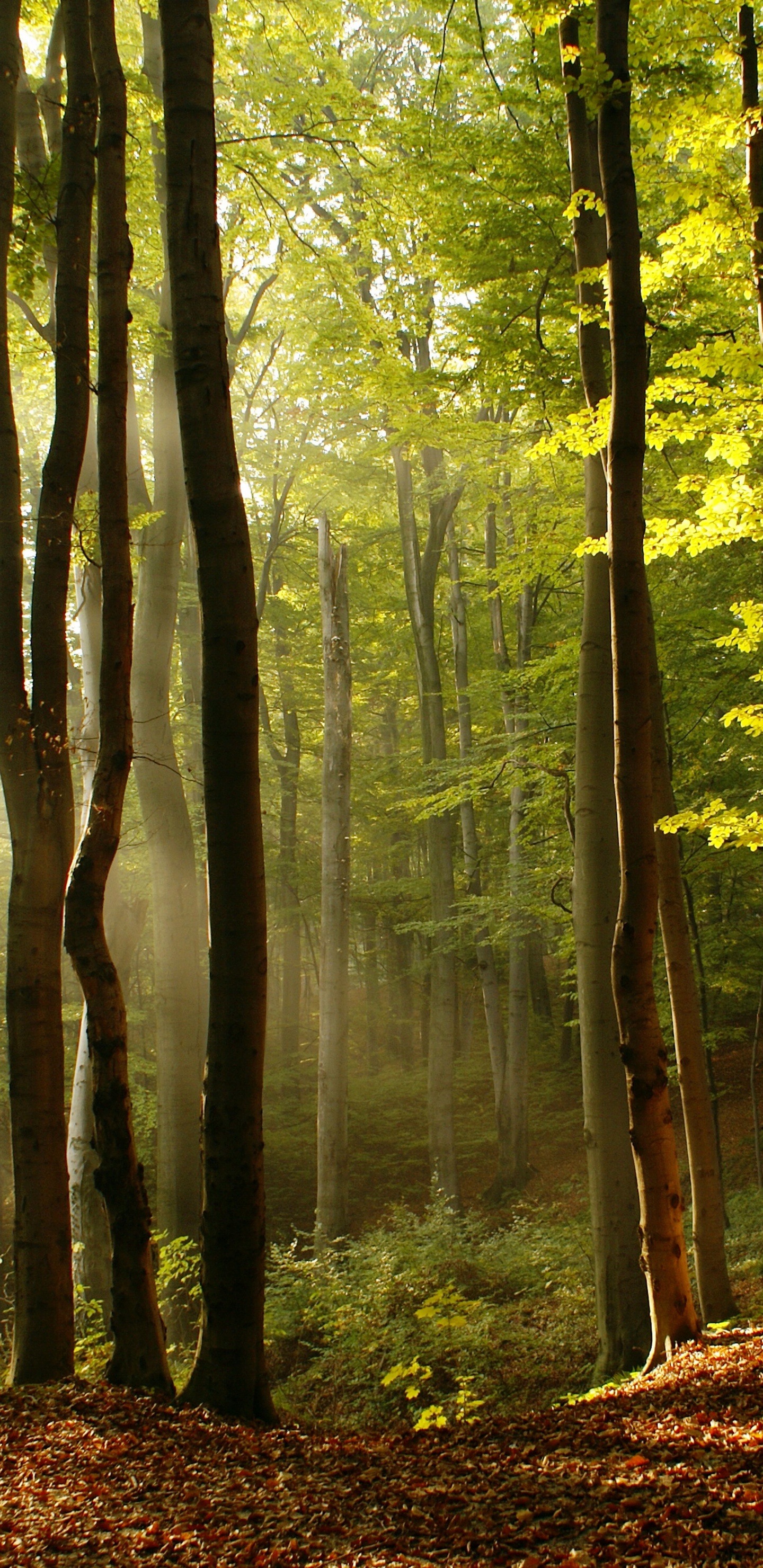 森林, 自然景观, 人们在自然界, 性质, 林地 壁纸 1440x2960 允许