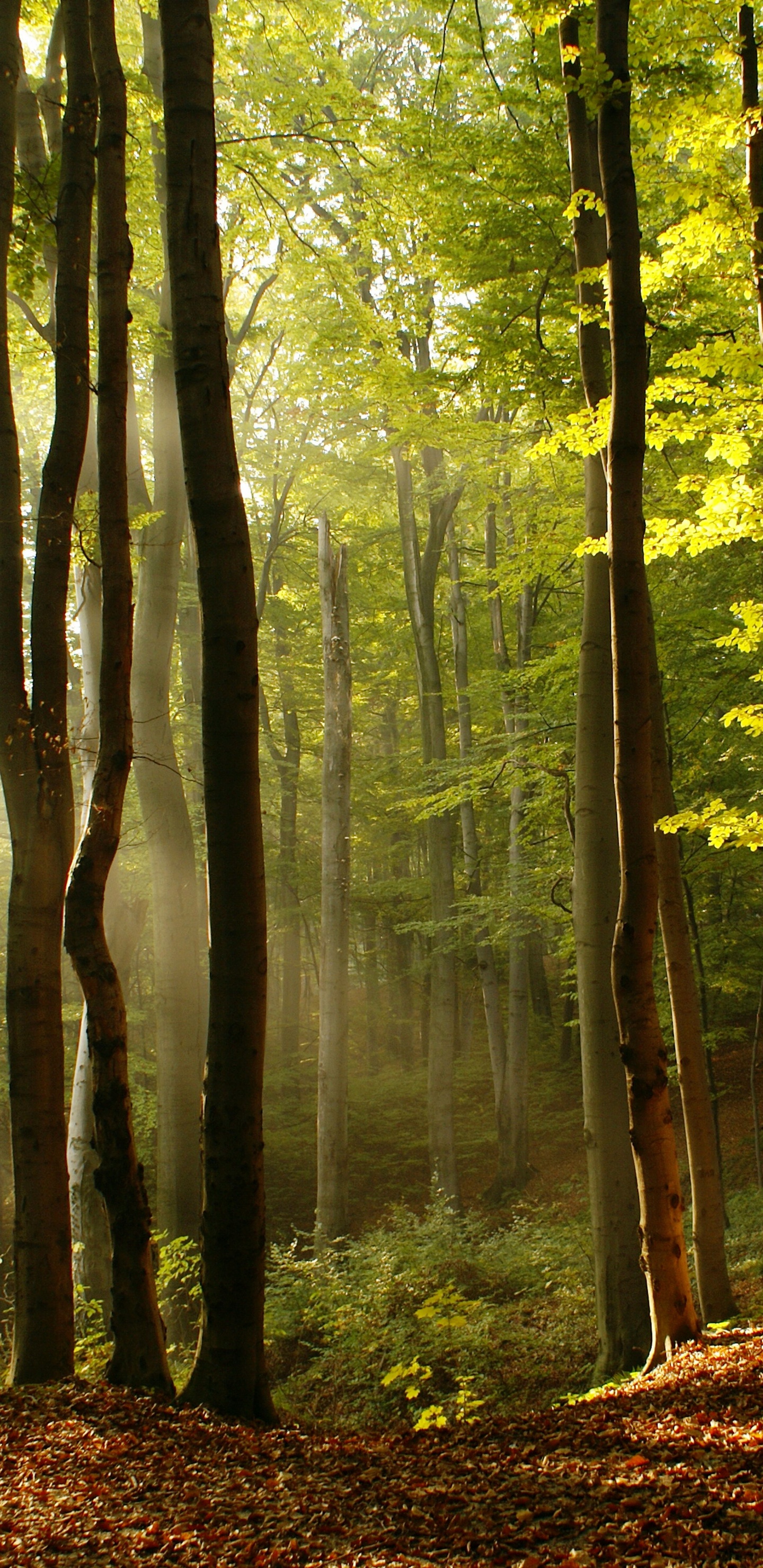 Paisaje Natural, La Gente en la Naturaleza, Naturaleza, Bosque, Entorno Natural. Wallpaper in 1440x2960 Resolution