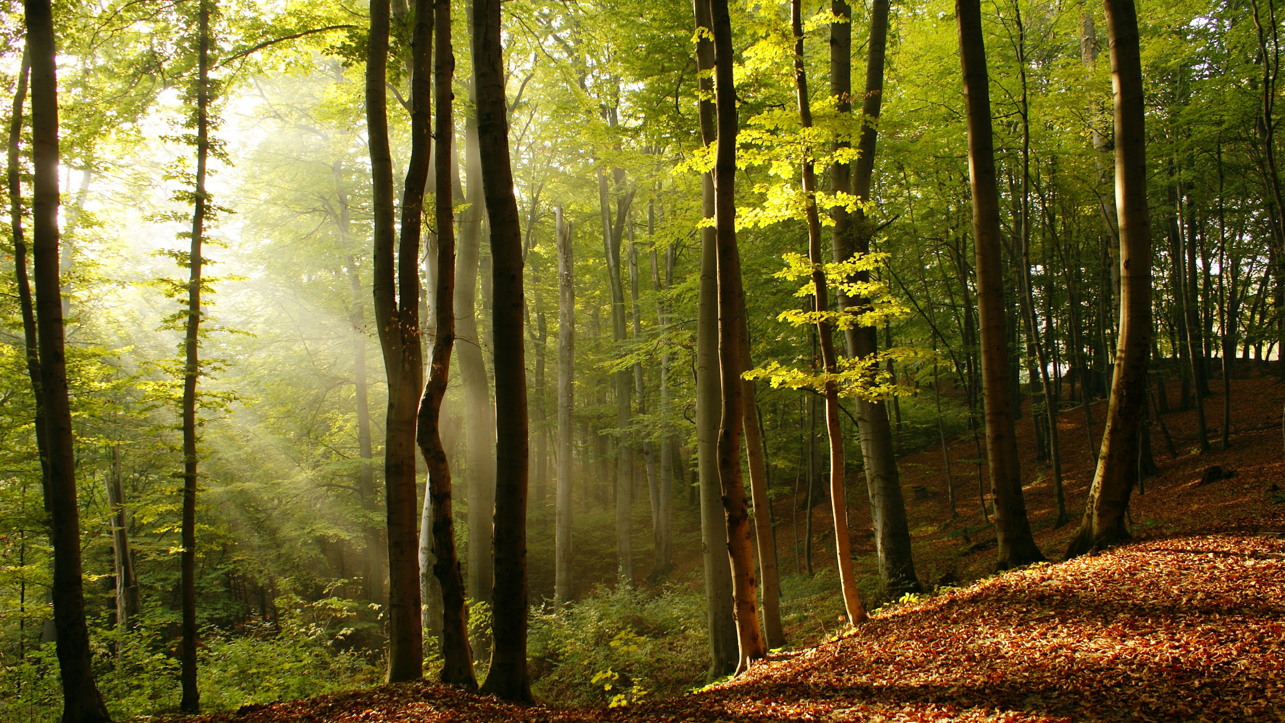 Forest, Tree, Natural Landscape, People in Nature, Nature. Wallpaper in 2560x1440 Resolution