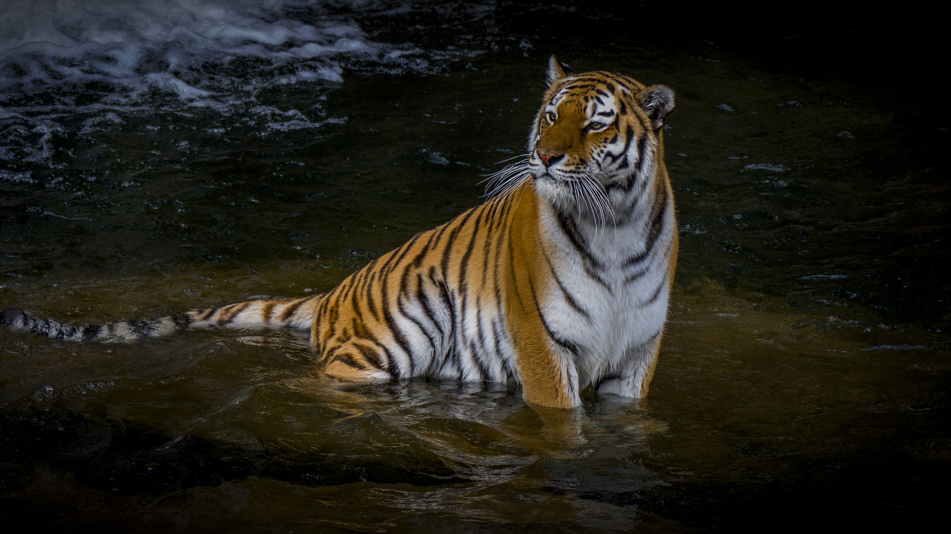 Tigre Dans L'eau Pendant la Journée. Wallpaper in 1366x768 Resolution