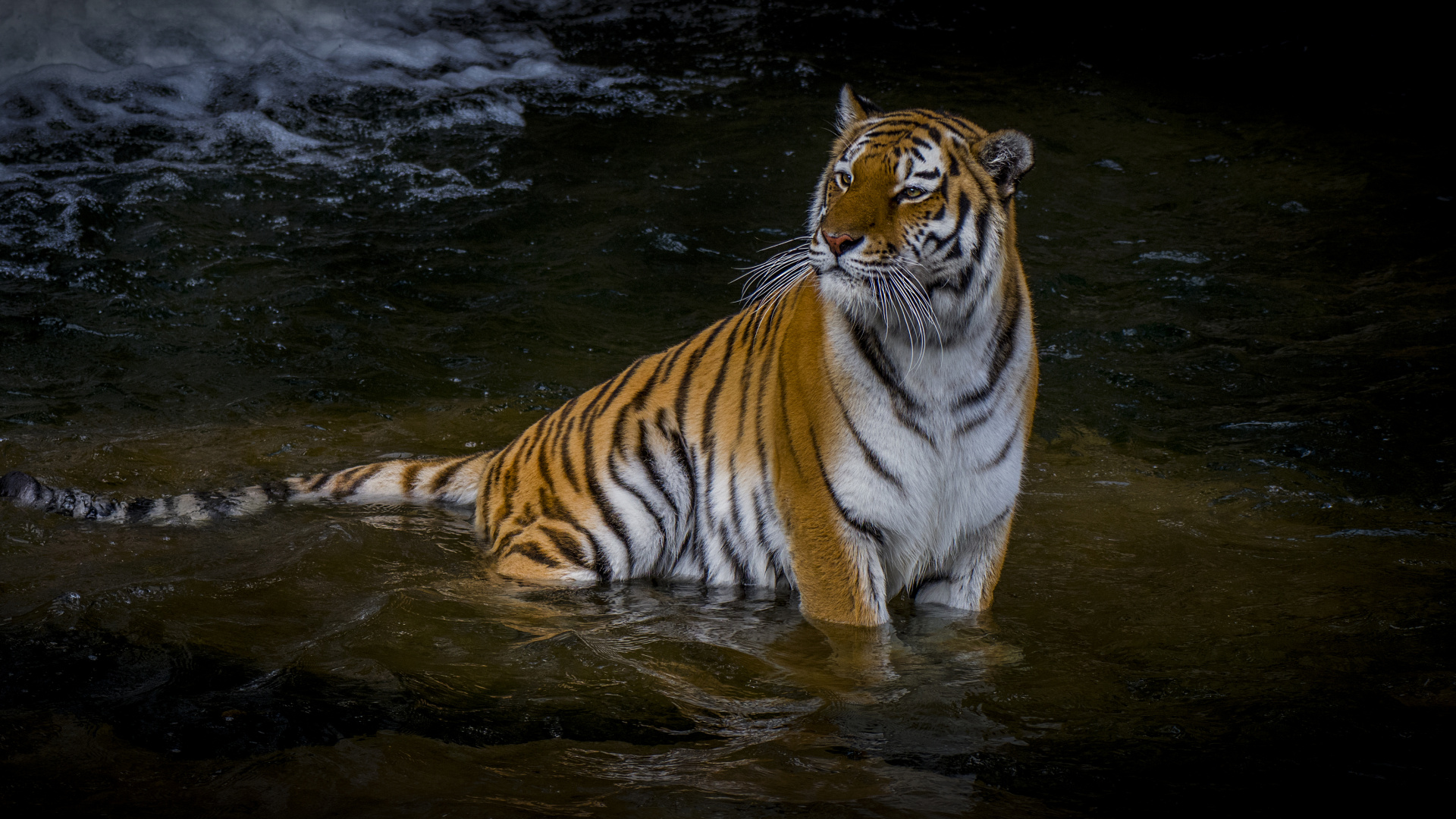 Tigre Dans L'eau Pendant la Journée. Wallpaper in 1920x1080 Resolution