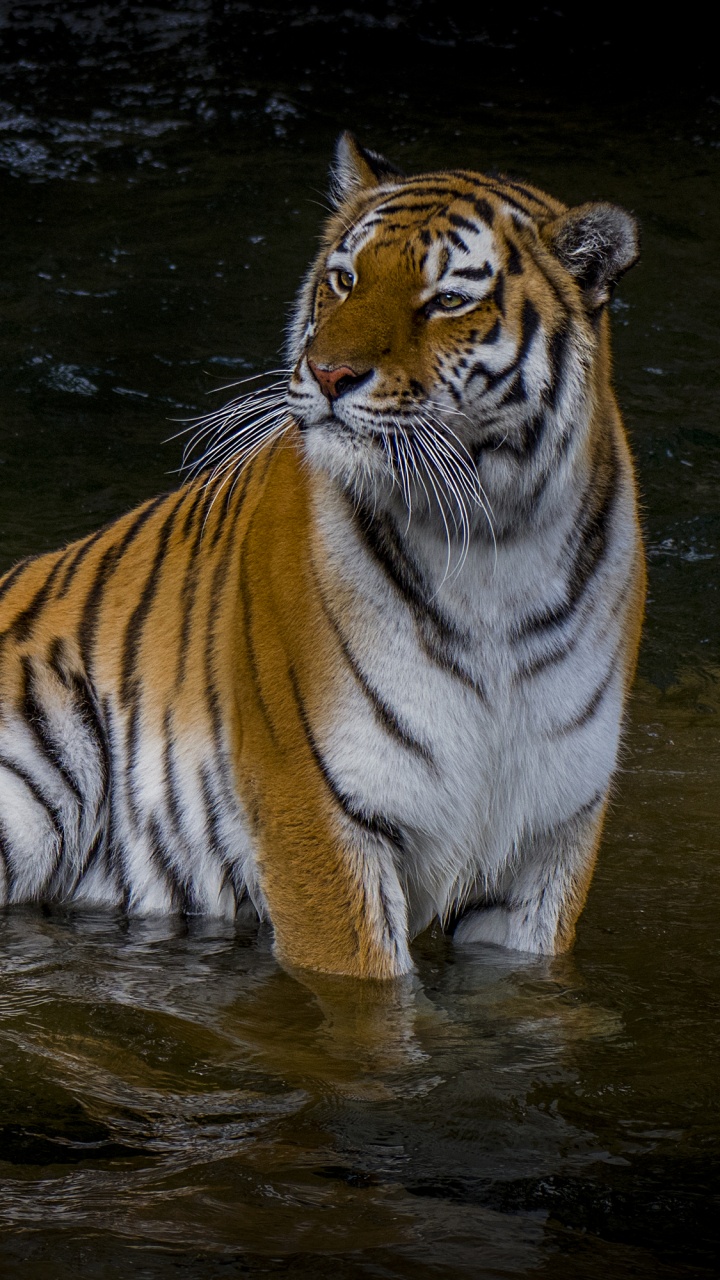 Tigre Dans L'eau Pendant la Journée. Wallpaper in 720x1280 Resolution