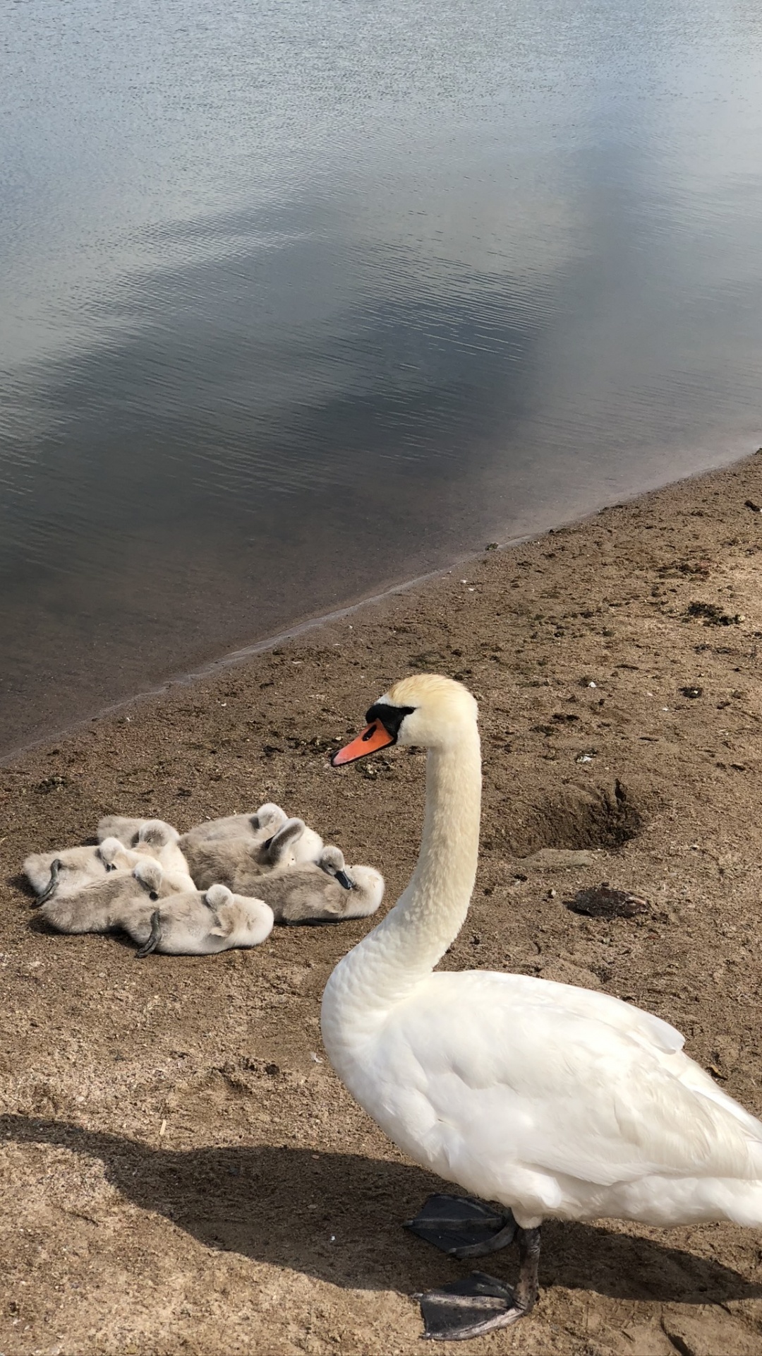 Swan, Birds, Biologie, Wissenschaft, Gewässer. Wallpaper in 1080x1920 Resolution