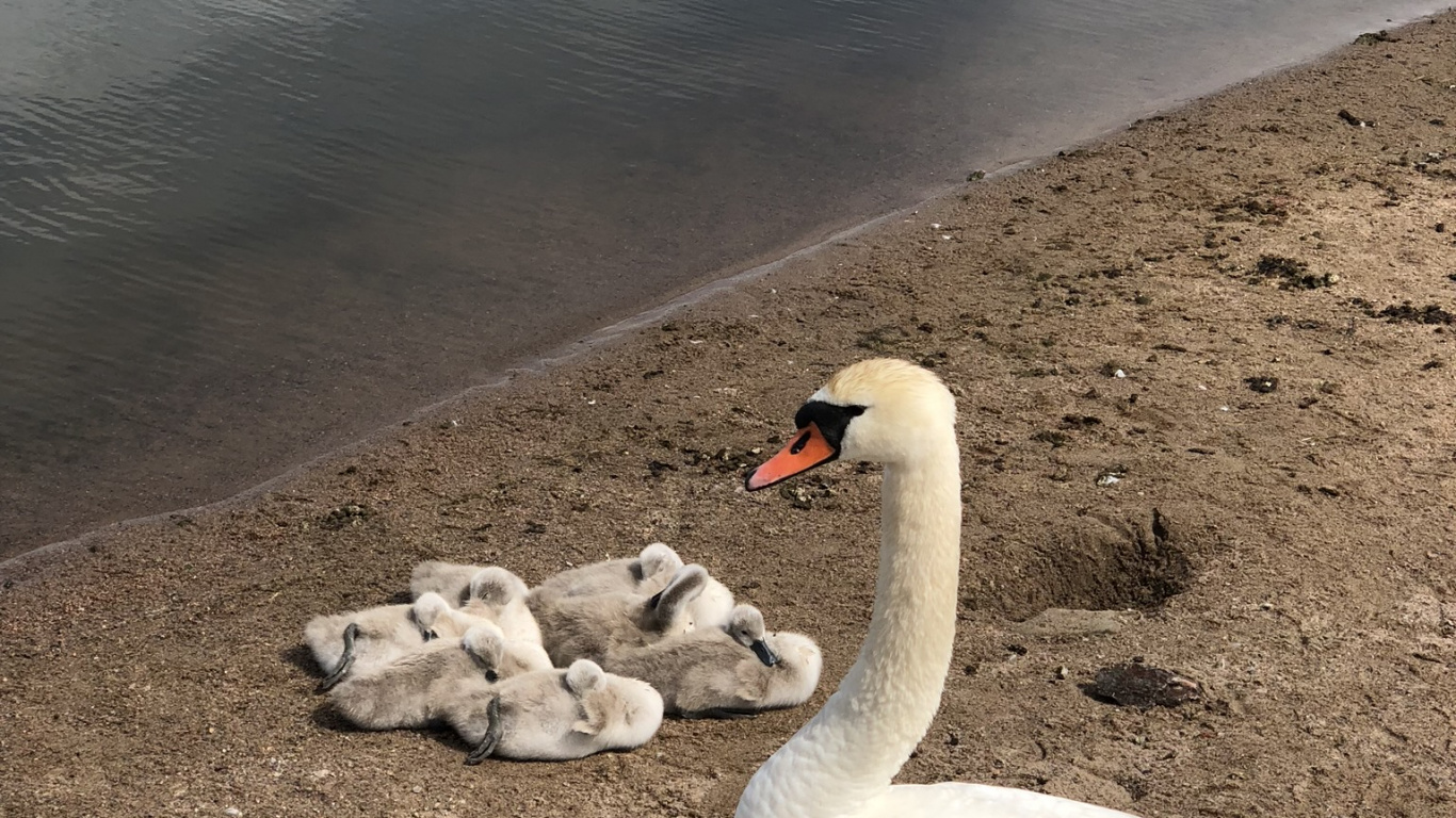 Swan, Birds, Biologie, Wissenschaft, Gewässer. Wallpaper in 1366x768 Resolution