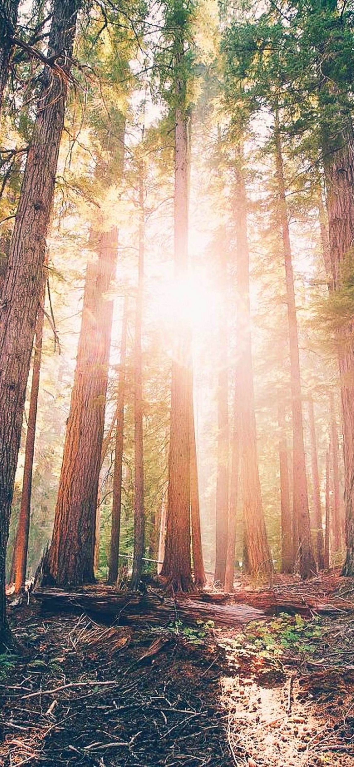 Brown Trees With Sun Rays. Wallpaper in 1125x2436 Resolution