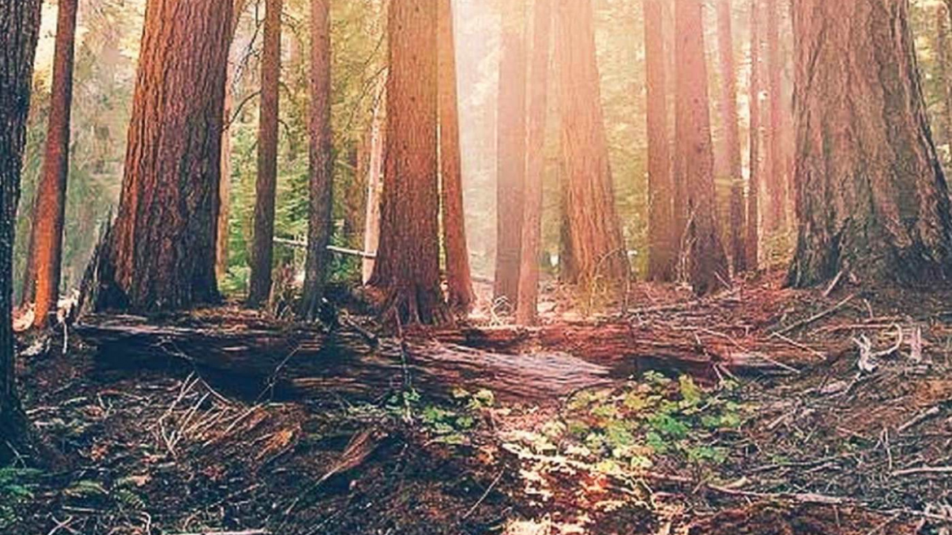 Brown Trees With Sun Rays. Wallpaper in 1366x768 Resolution