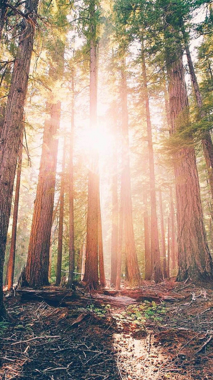 Brown Trees With Sun Rays. Wallpaper in 750x1334 Resolution